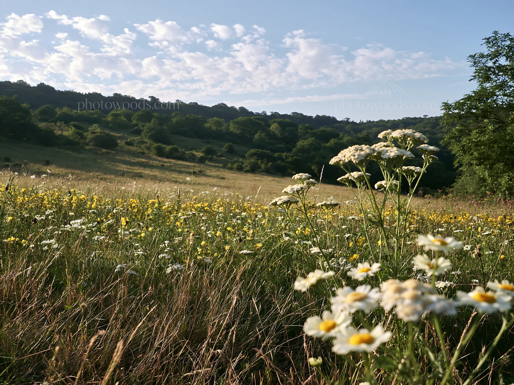 Sunny limestone meadow with wildflowers in bloom - AI-generated stock image