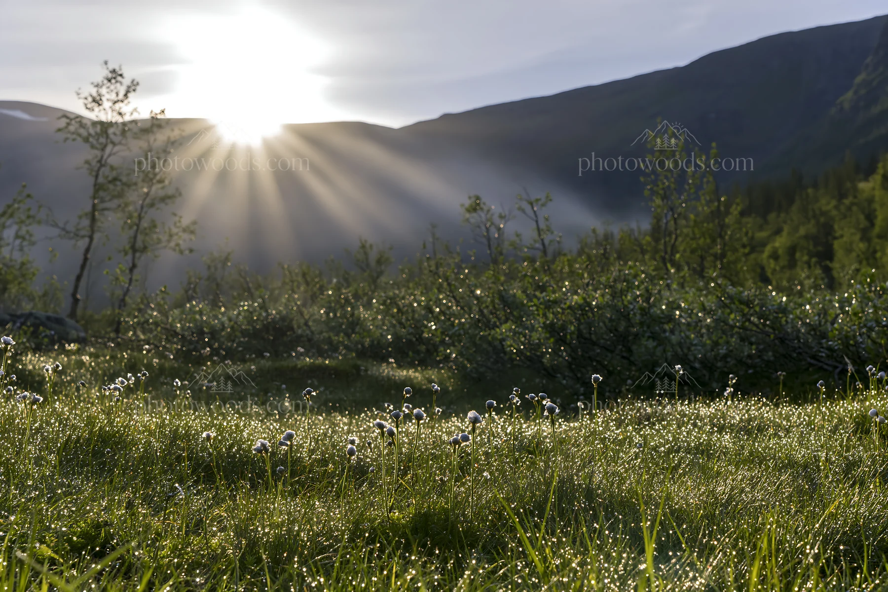 Sunbeams shining over Jotunheimen valley meadow at dawn - AI-generated stock image