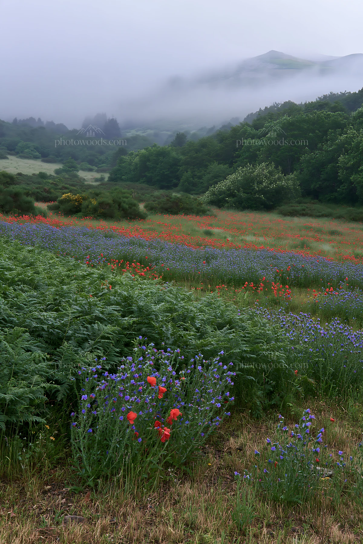 Poppy viper's-bugloss meadow in a misty landscape - AI-generated stock image