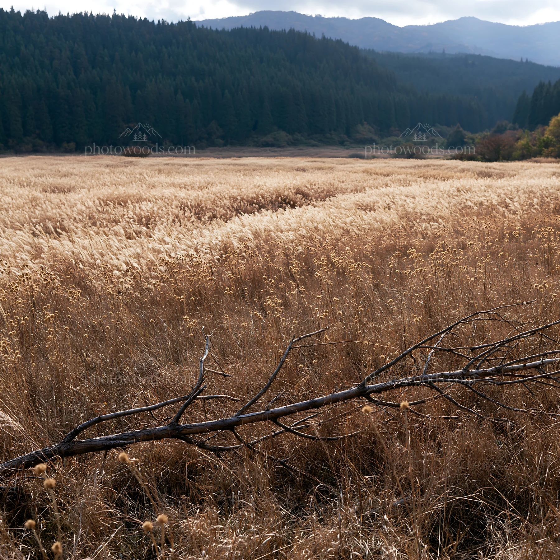 Yamagata rewilded meadow fallen branch foreground - AI-generated stock image