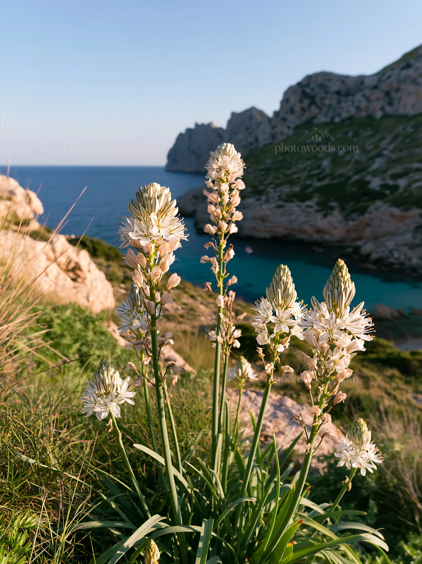 Clifftop meadow with flowers overlooking the sea - AI-generated stock image