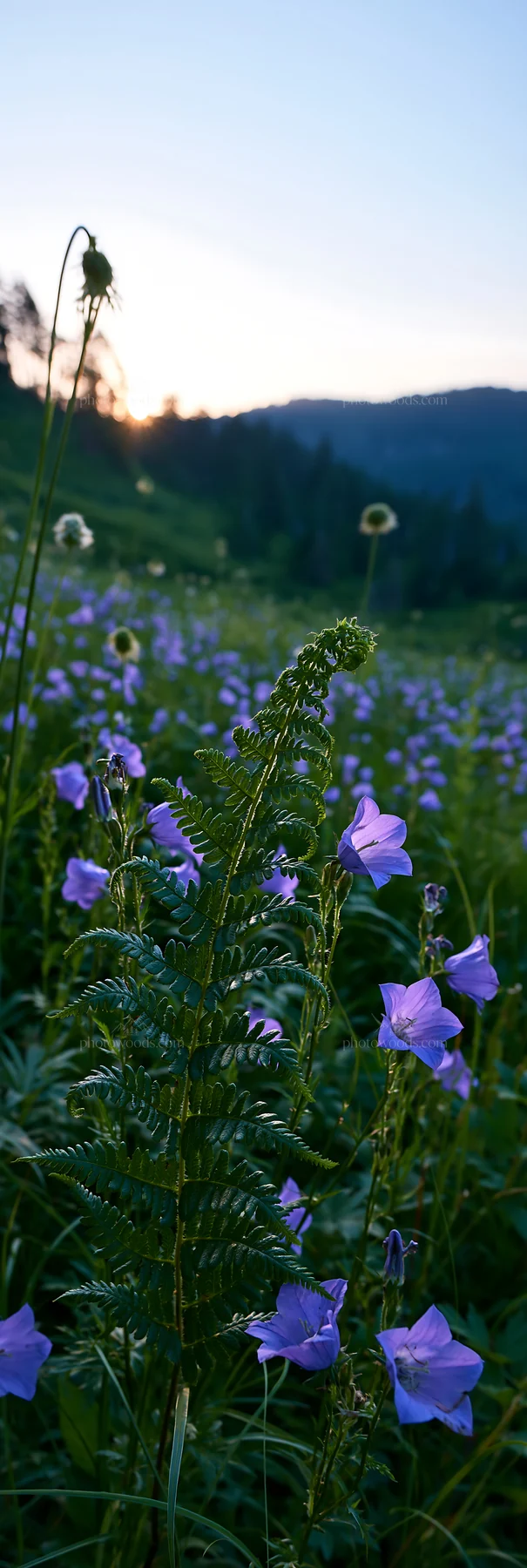 Tokushima mountain meadow fern frond foreground with flowers - AI-generated stock image