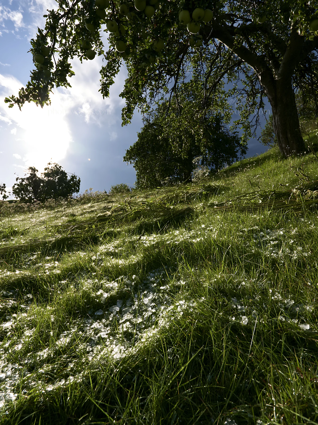 Highland apple meadow under bright sunlight - AI-generated stock image