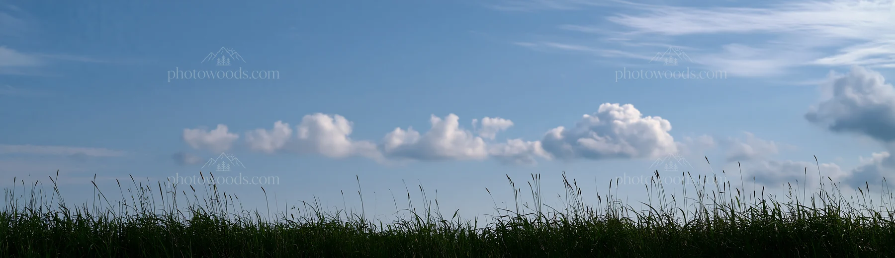 Iwate rain refreshed meadow seedhead foreground with blue sky - AI-generated stock image