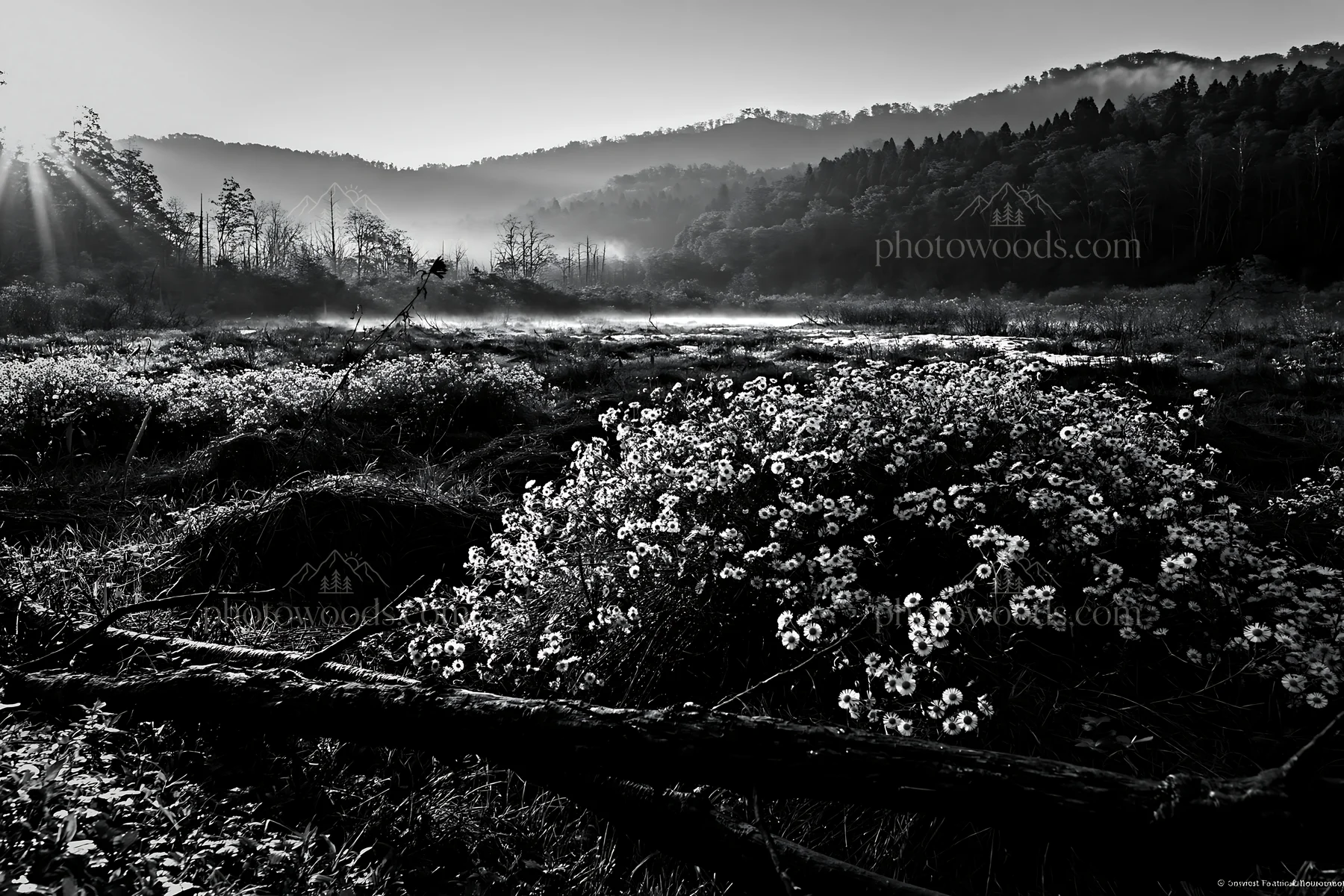Yamagata rewilded meadow with fallen branch and flowers - AI-generated stock image