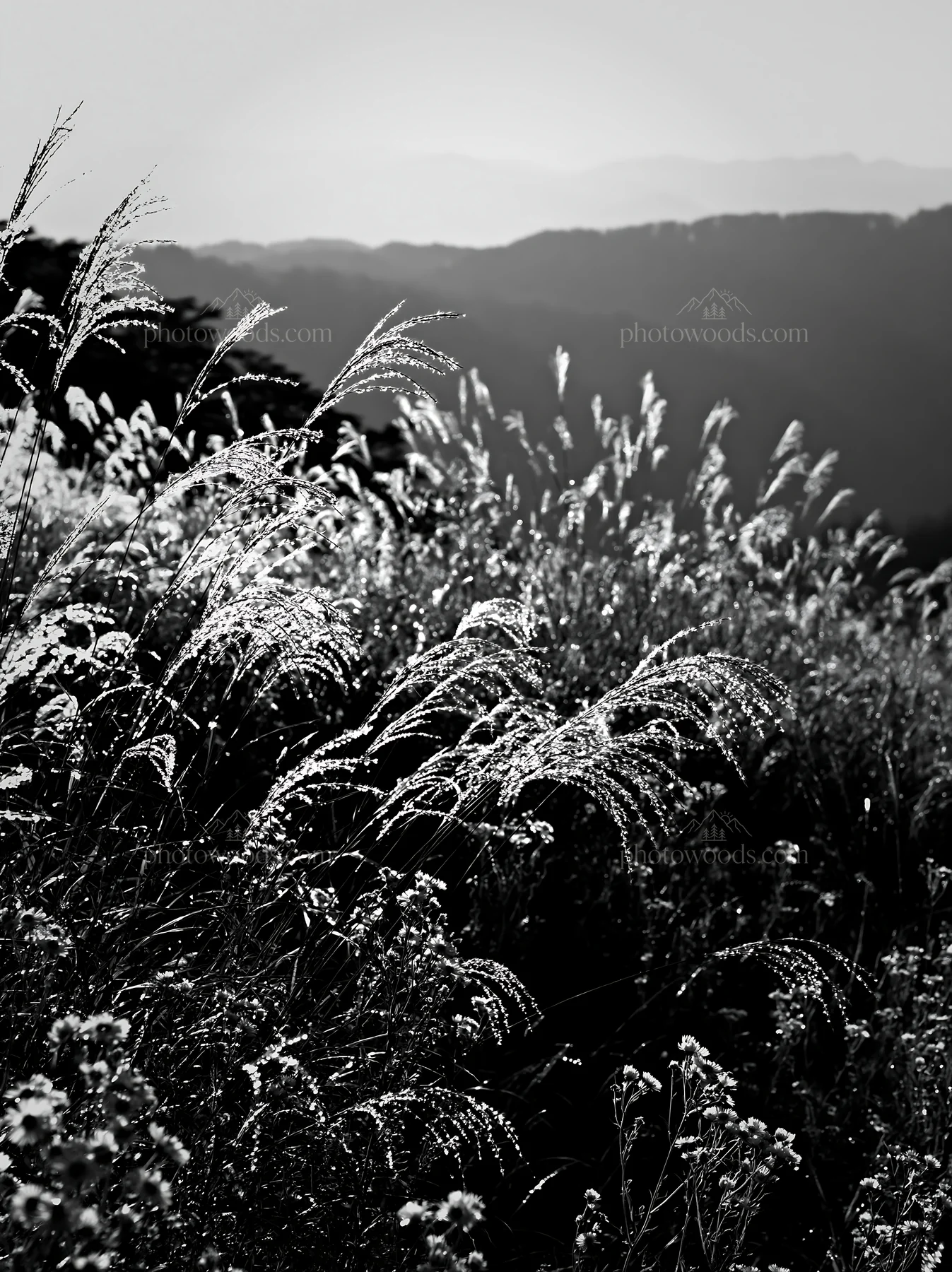 Black and white biodiverse Nagano silver grass meadow dew glistens in sunlight - AI-generated stock image