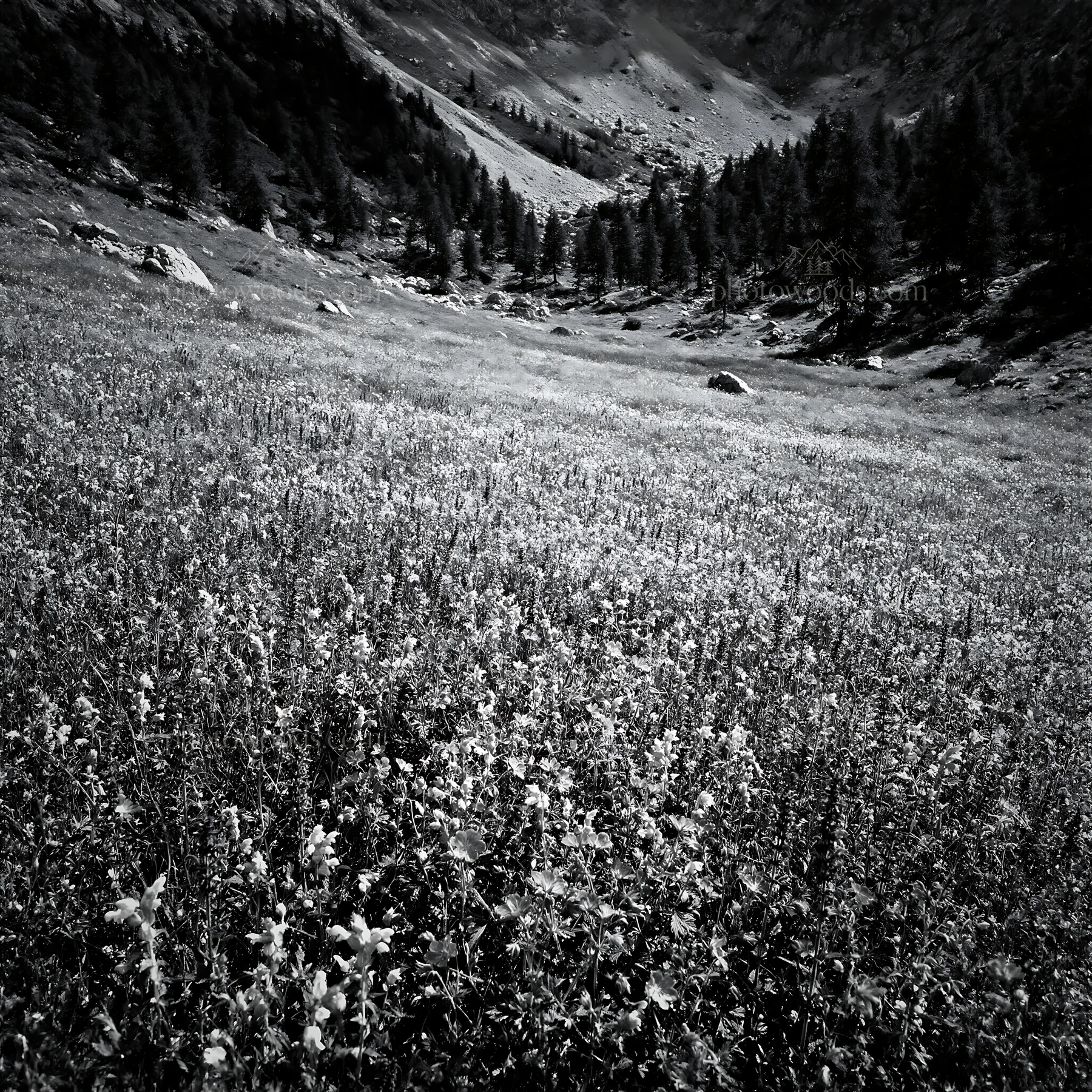 Black and white rewilding meadow filled with purple and yellow flowers - AI-generated stock image
