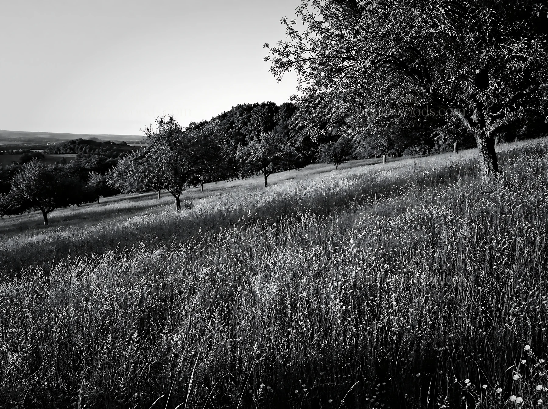 Black and white hillside apple meadow with grassy field and trees - AI-generated stock image