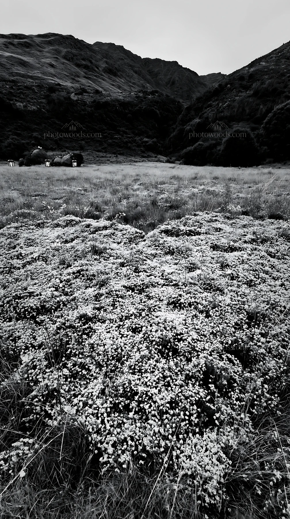 Expansive Christmas meadow with pink heather and wreaths - AI-generated stock image