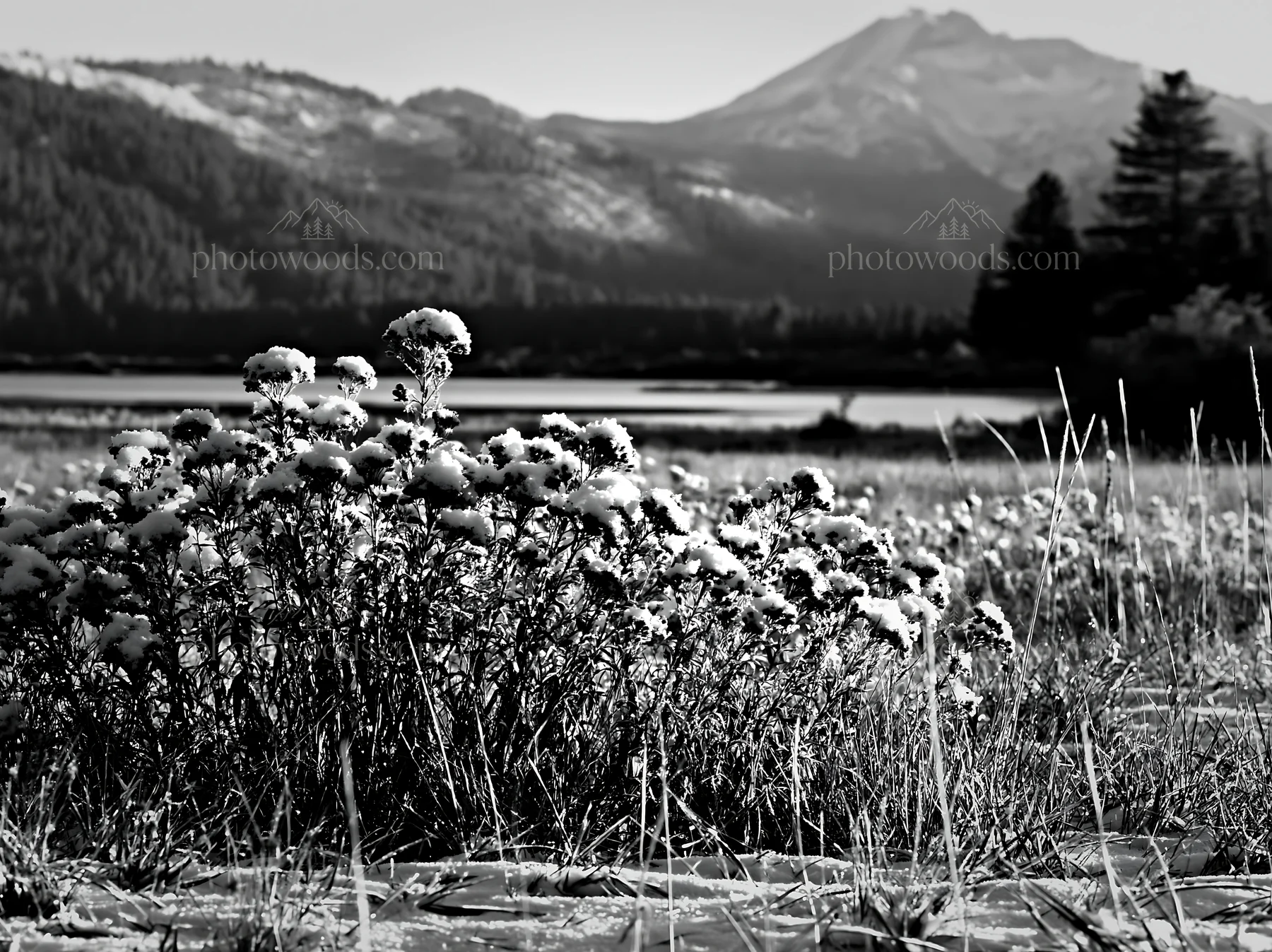 Lakeside meadow covered with snow after first snowfall - AI-generated stock image