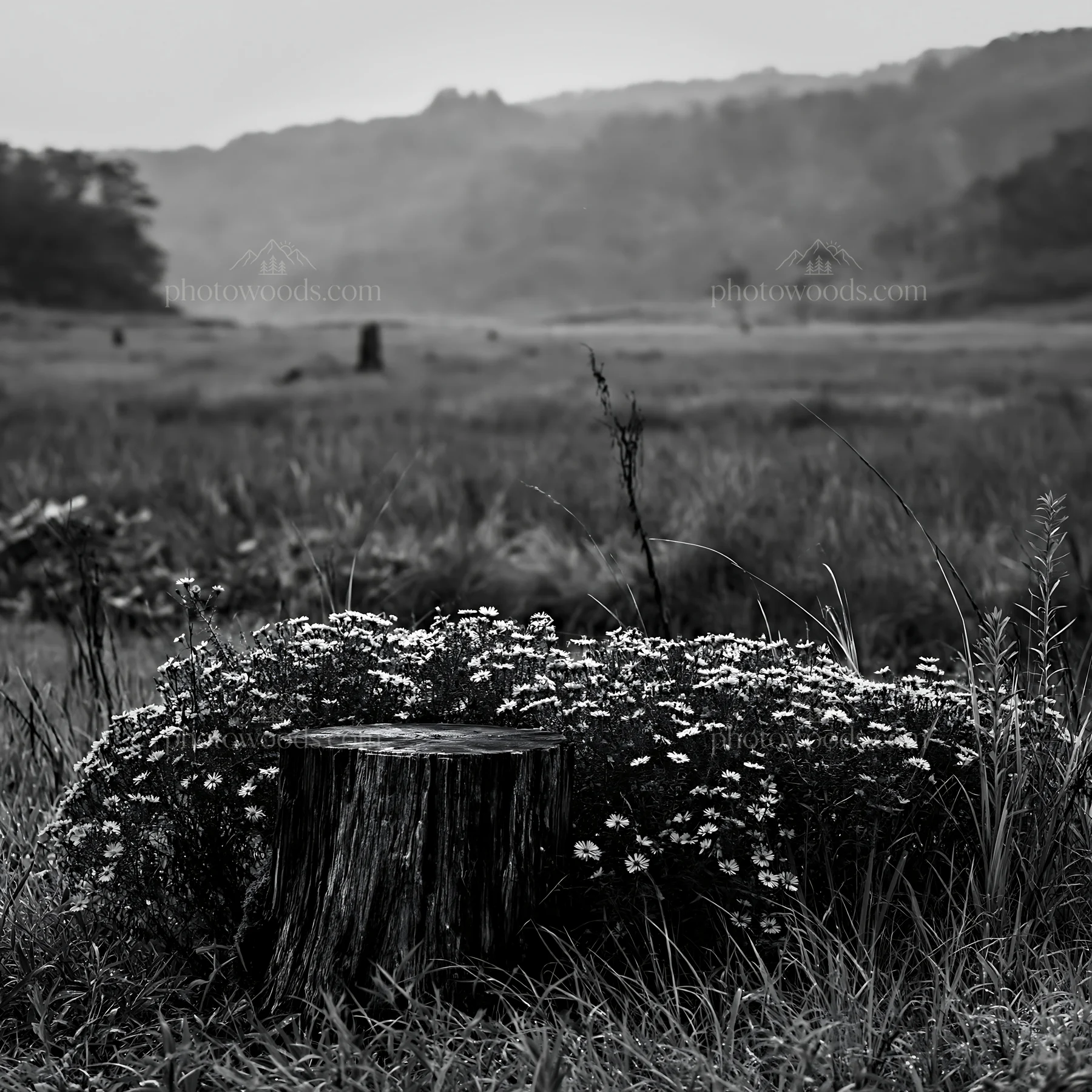 Black and white fukushima native meadow with weathered stump - AI-generated stock image