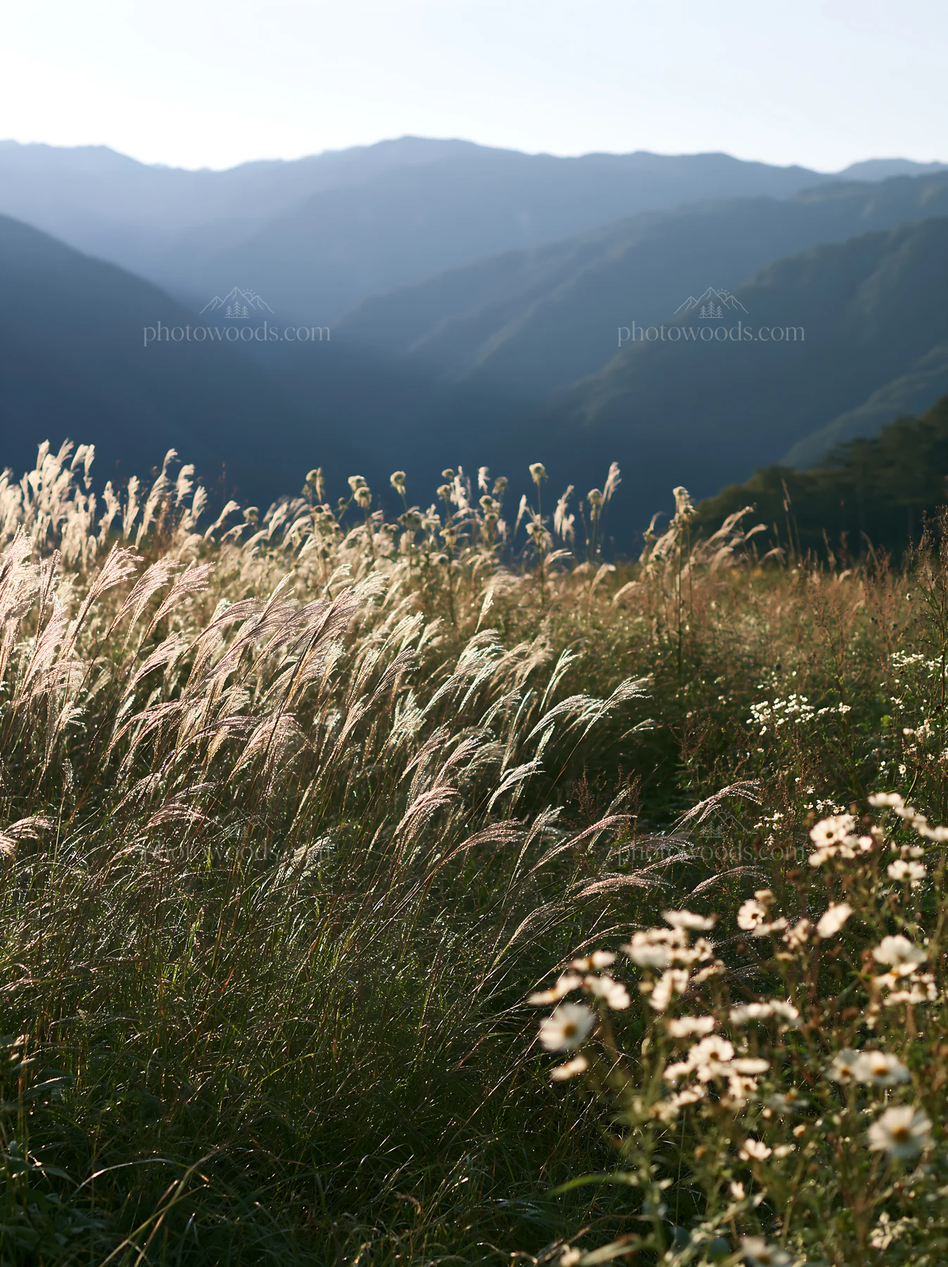 Biodiverse Nagano silver grass meadow dew reflecting morning light - AI-generated stock image