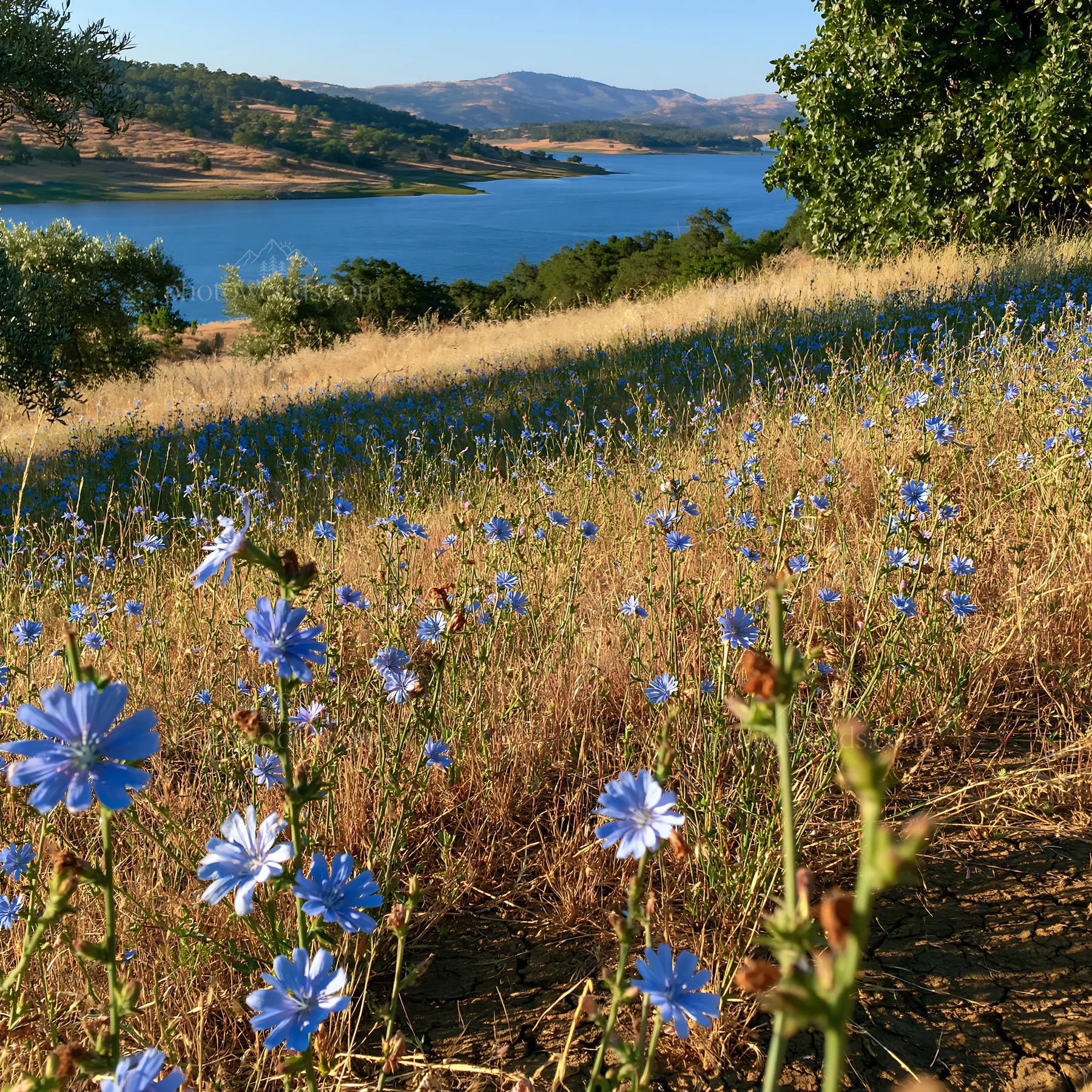 Lakeside meadow with blue flowers and distant hills - AI-generated stock image