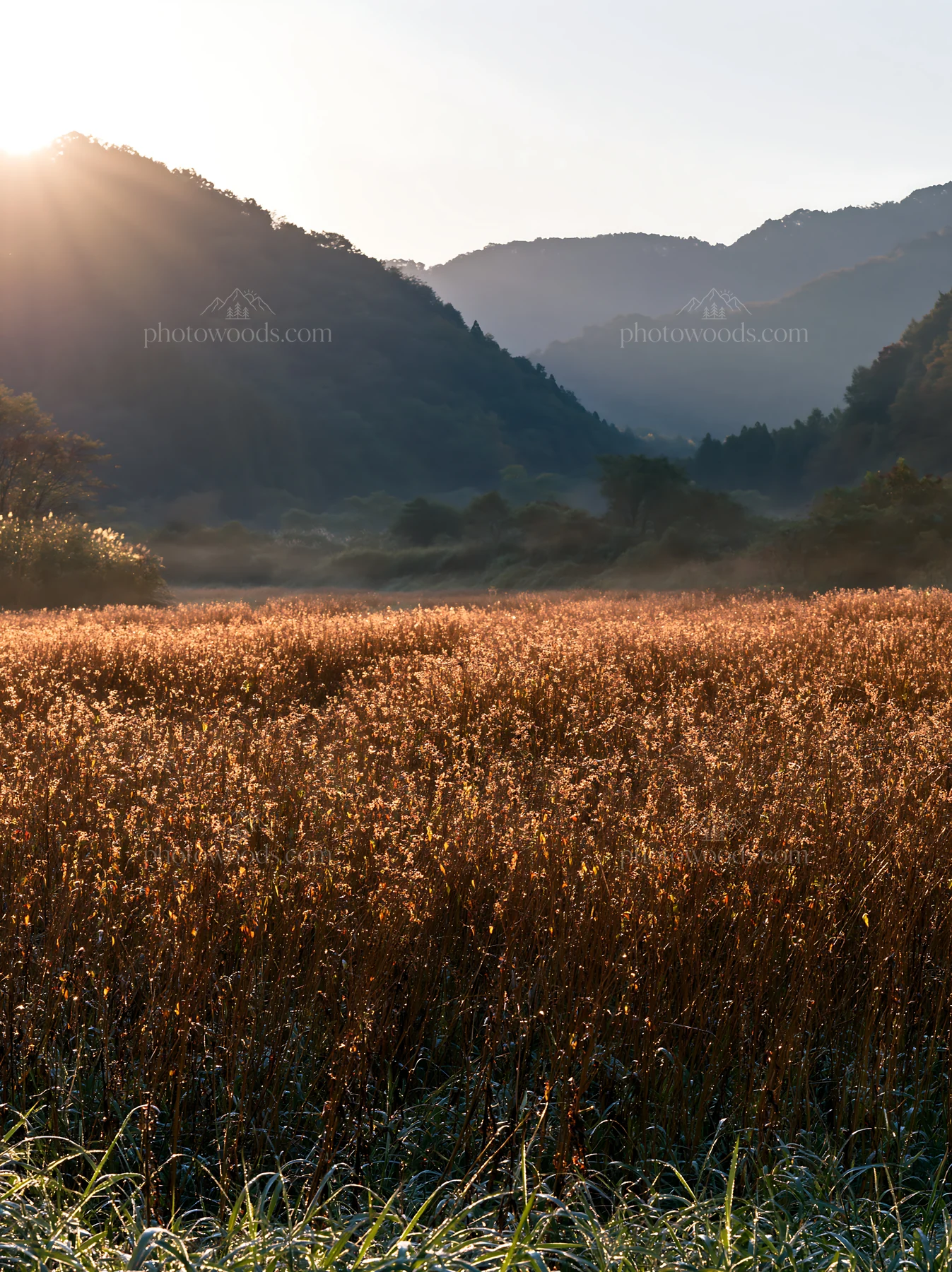 Meadow scene in Aichi with autumn seedheads at sunrise - AI-generated stock image