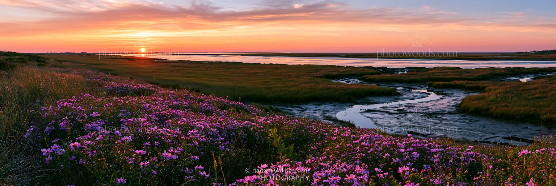 Colorful aster meadow at sunset near a calm waterway - AI-generated stock image