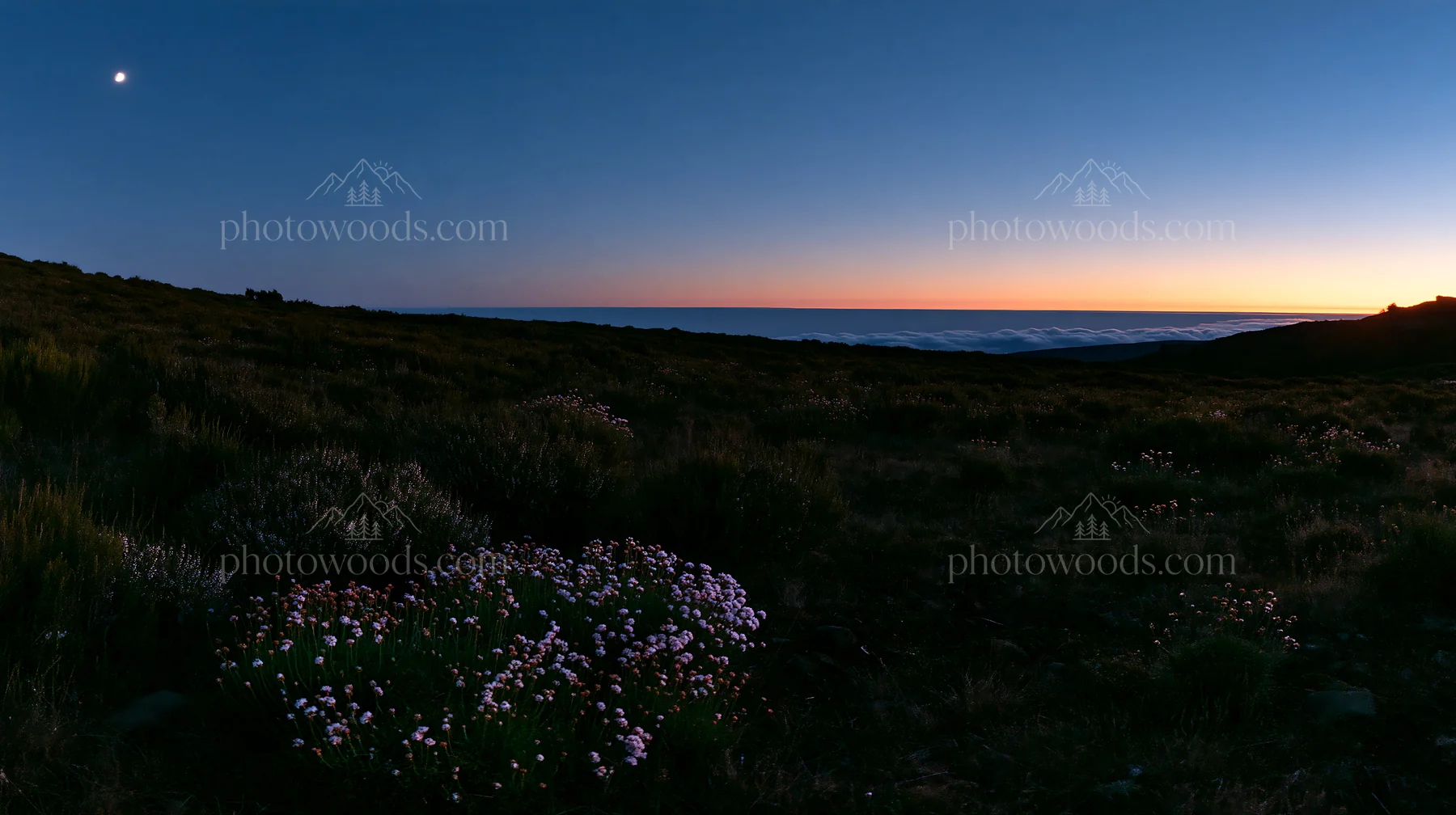 Moonrise over the meadow in a clear sky - AI-generated stock image