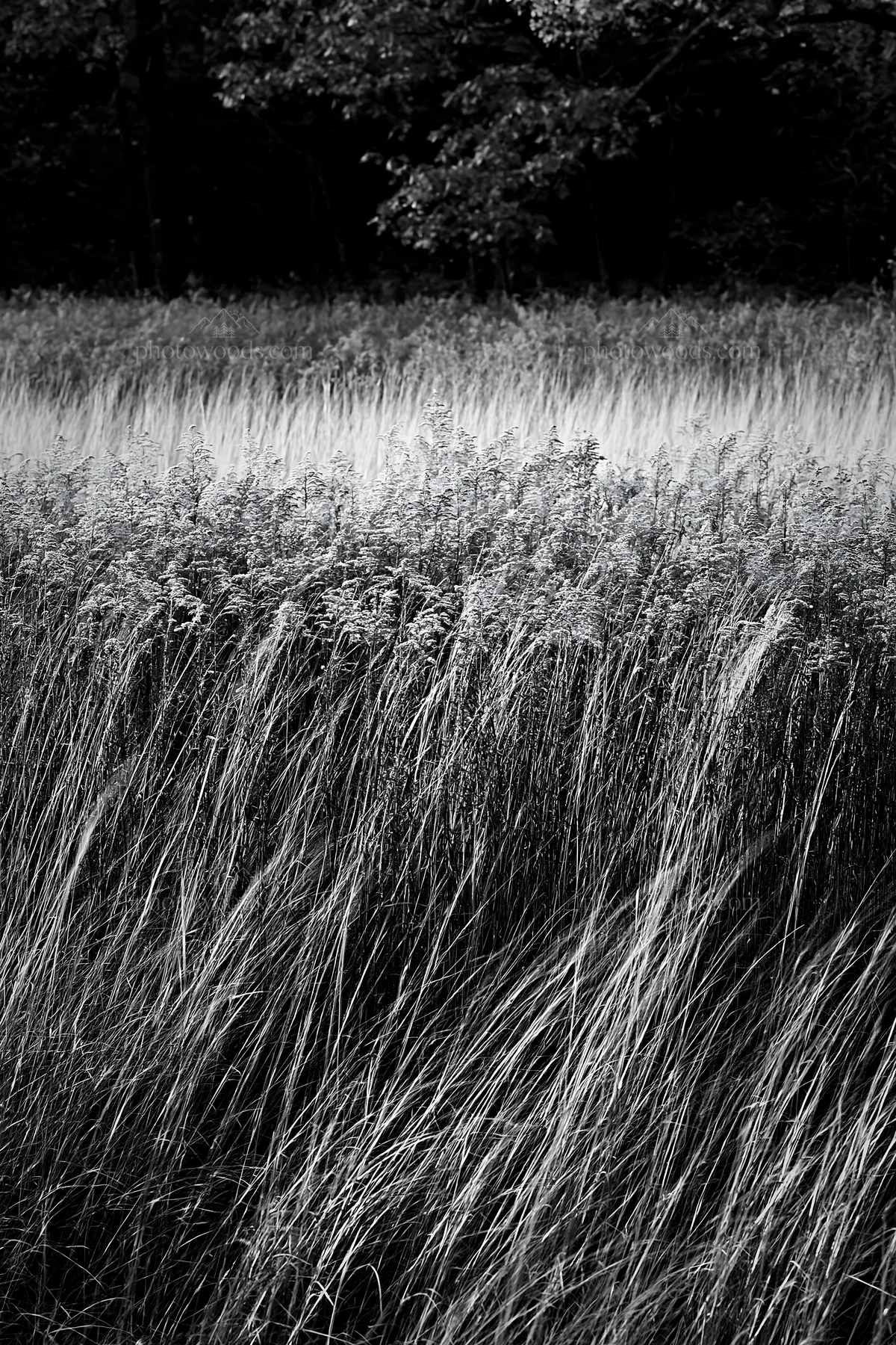 Forest edge meadow with tall grass and trees in background - AI-generated stock image