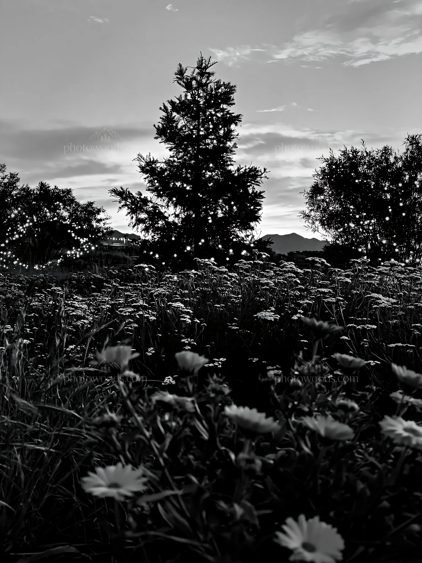 Christmas tree in meadow under bright sky at dusk - AI-generated stock image