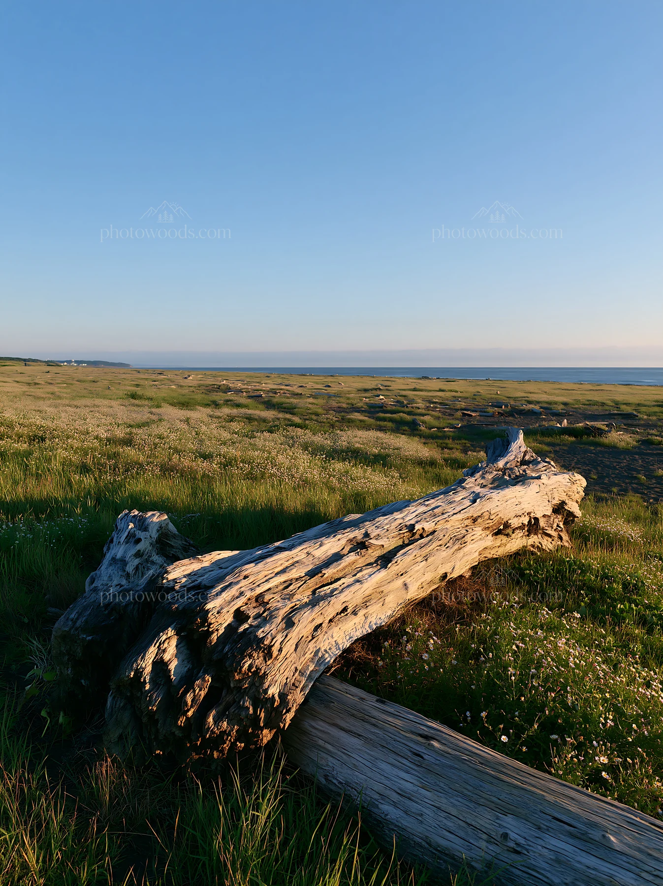 Chiba coastal climate meadow with driftwood in foreground - AI-generated stock image