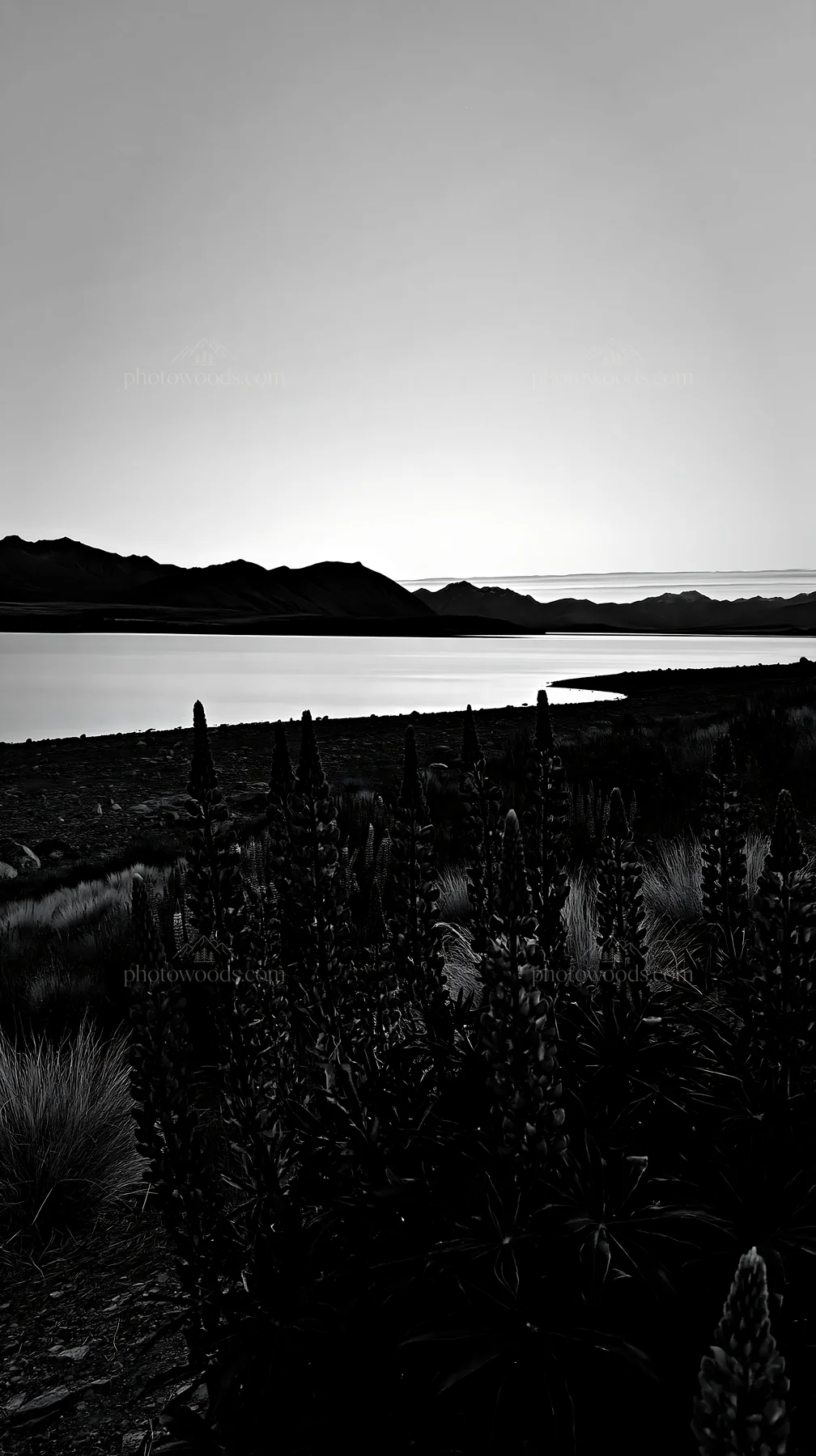 Lupine meadow at Lake Tekapo during evening light - AI-generated stock image