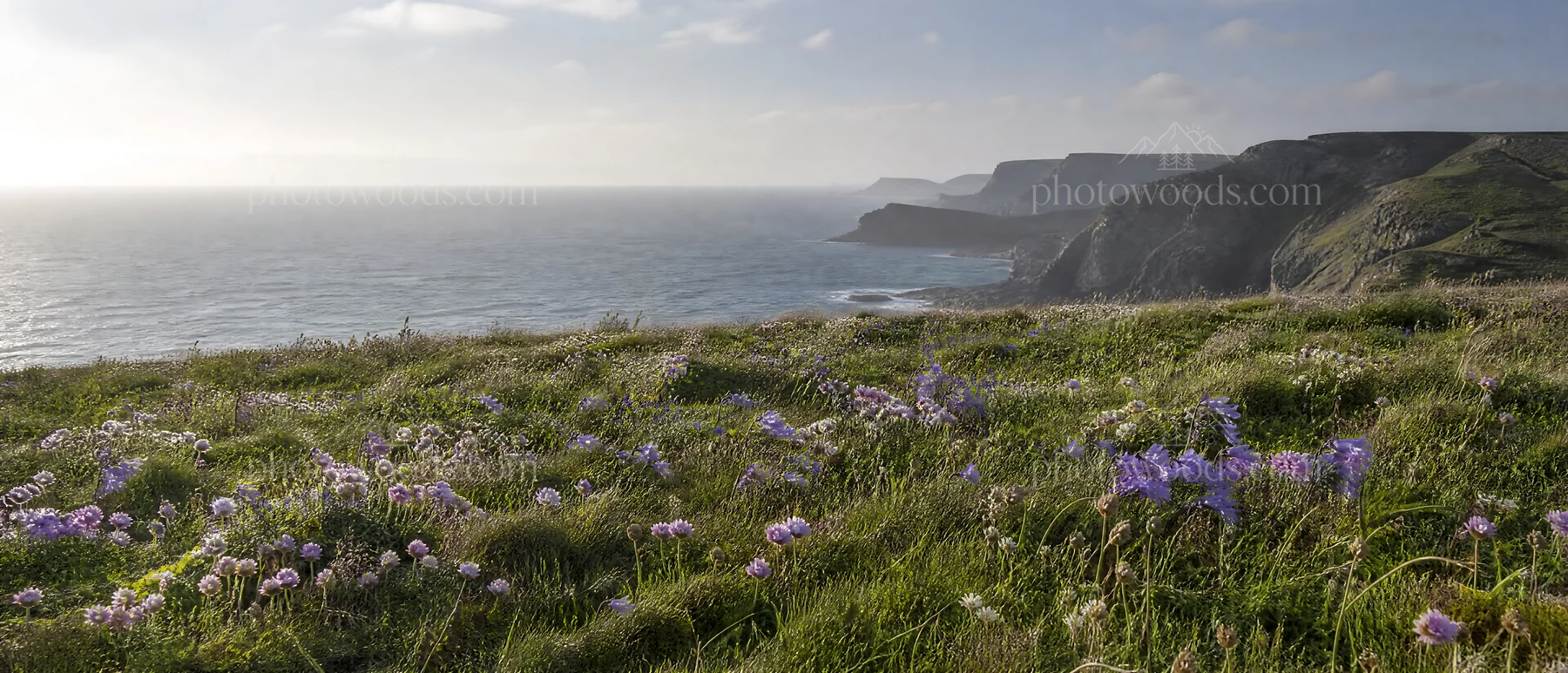 Campion bellflower meadow with cliffs and ocean view - AI-generated stock image
