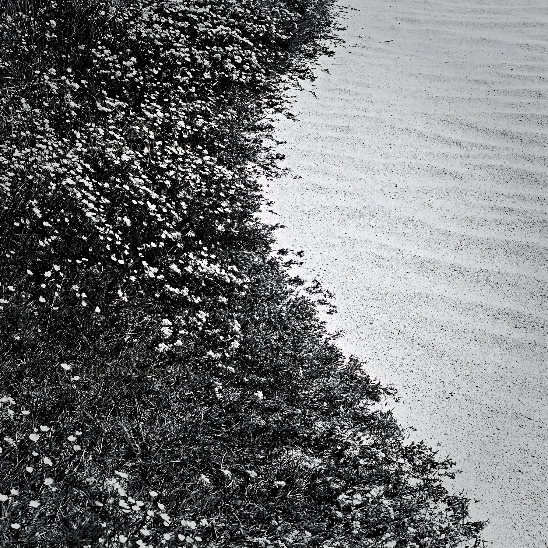 Black and white machair beach meadow with yellow flowers near sandy area - AI-generated stock image
