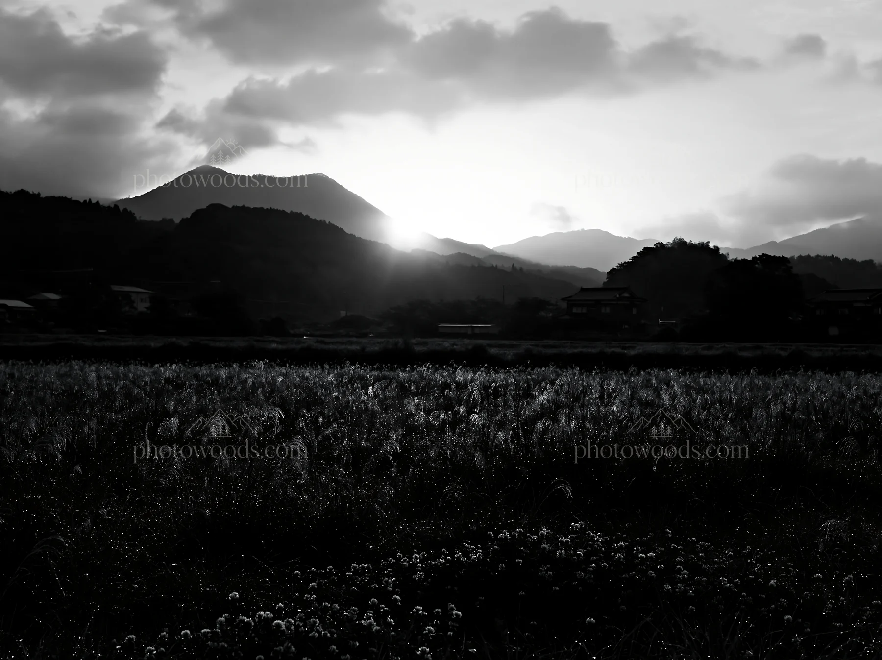 Sunrise over Miyazaki meadow with dew covered sedges - AI-generated stock image