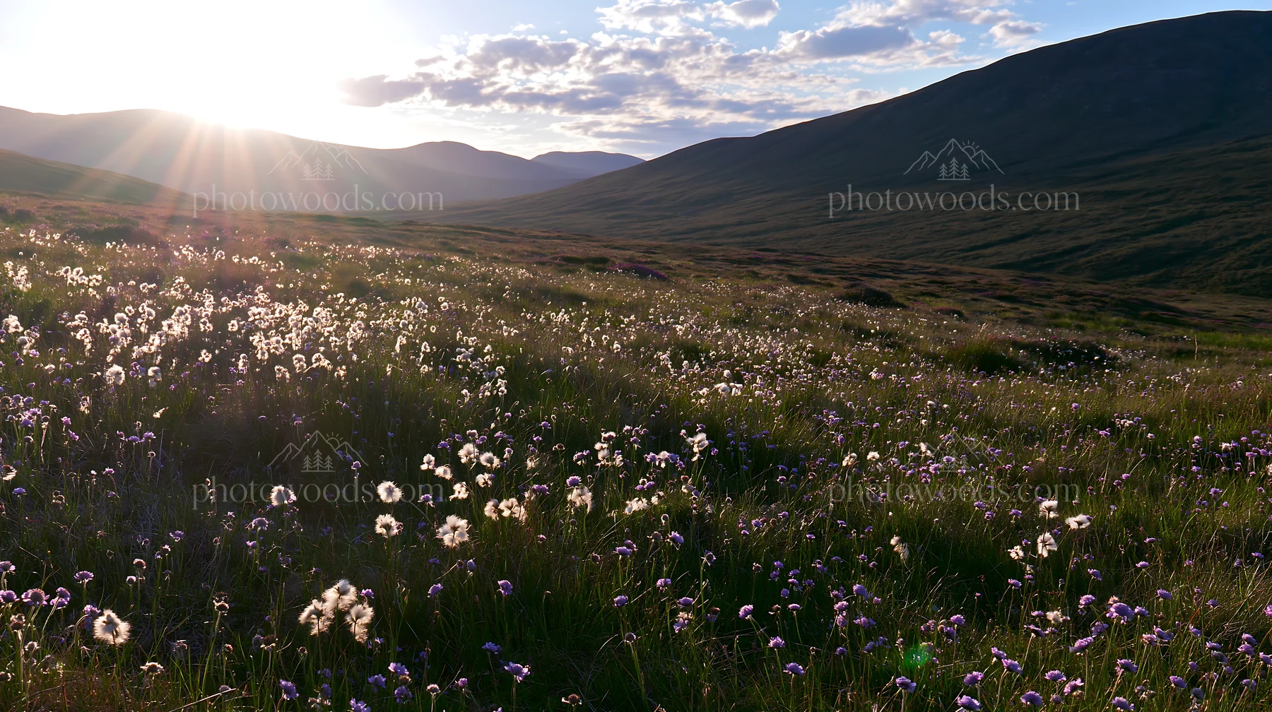 Crepuscular rays meadow with flowers and mountains in the background - AI-generated stock image
