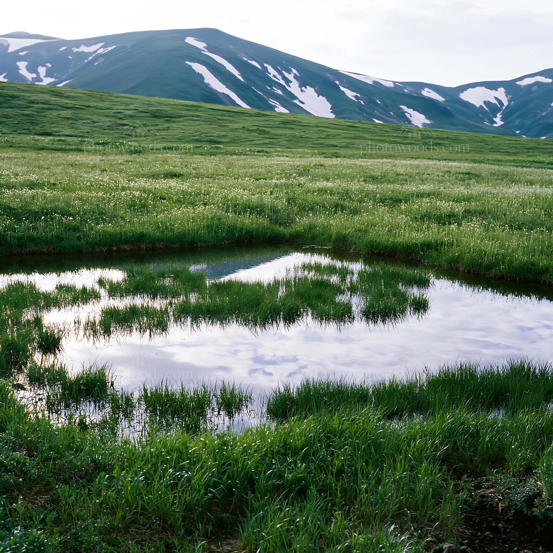 Akita snowmelt meadow with silver grasses shows water and grass - AI-generated stock image