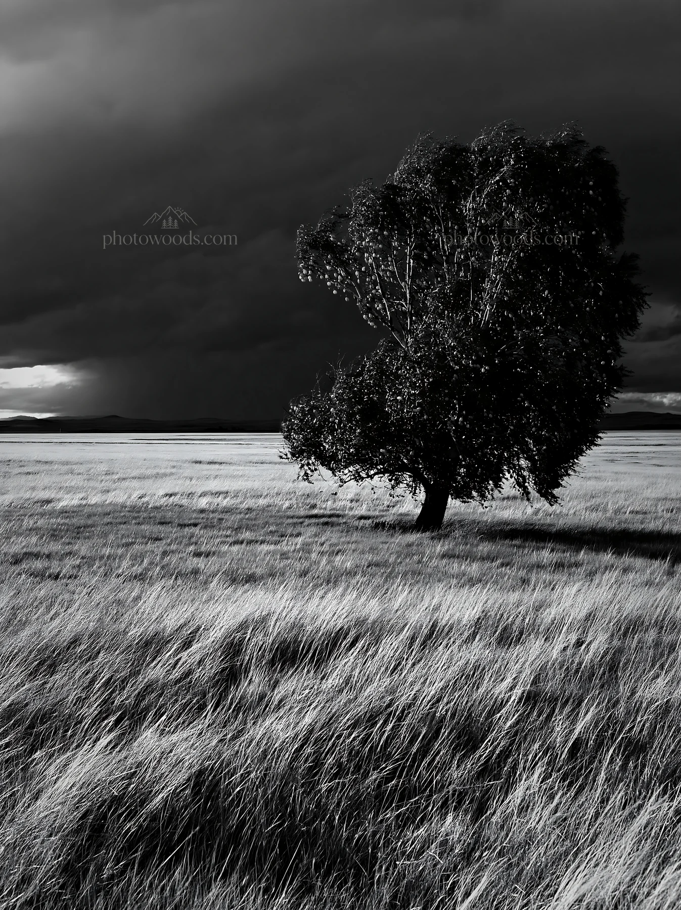 Storm clouds over a field with a single tree - AI-generated stock image