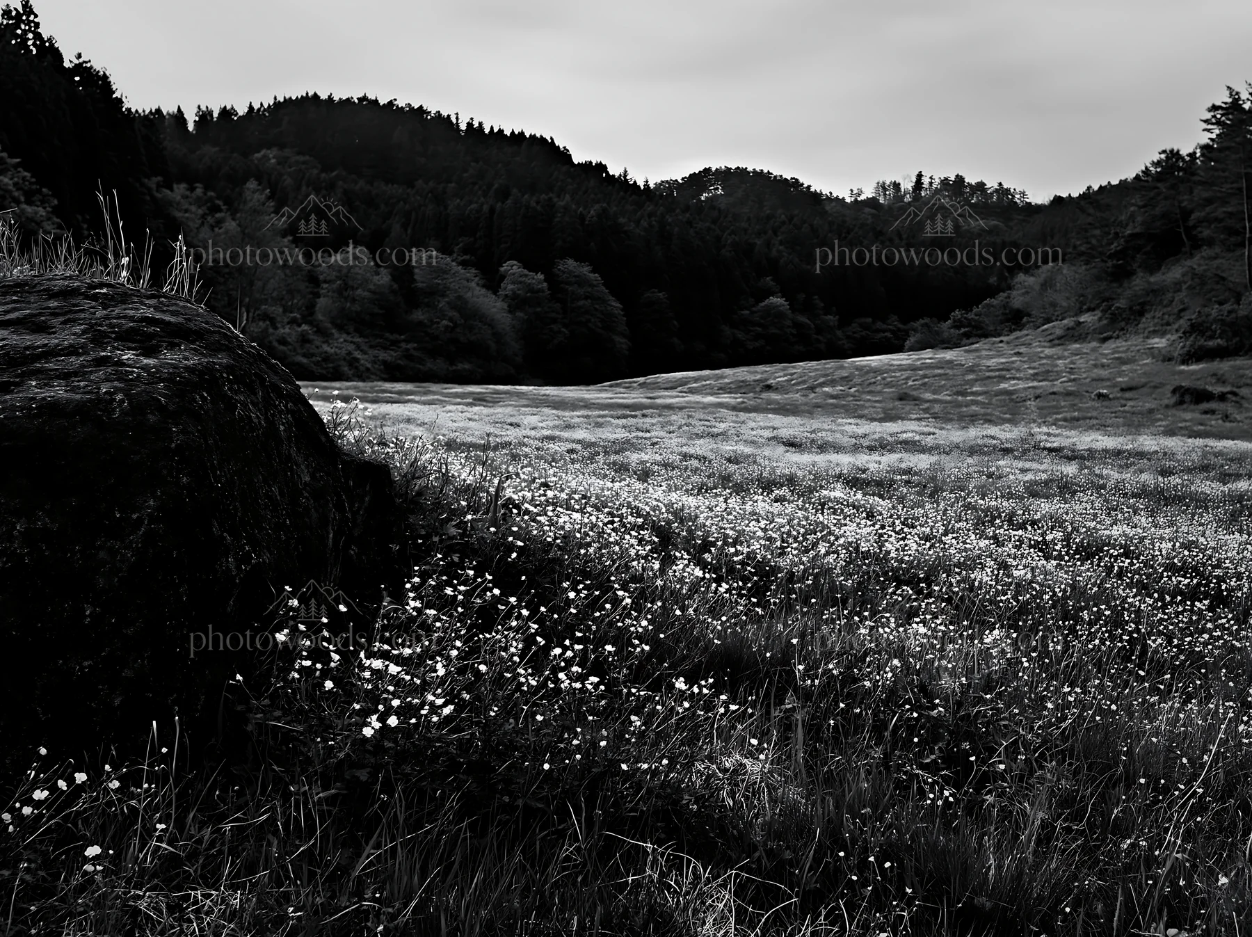 Meadow in Aomori with boulder and wildflowers - AI-generated stock image