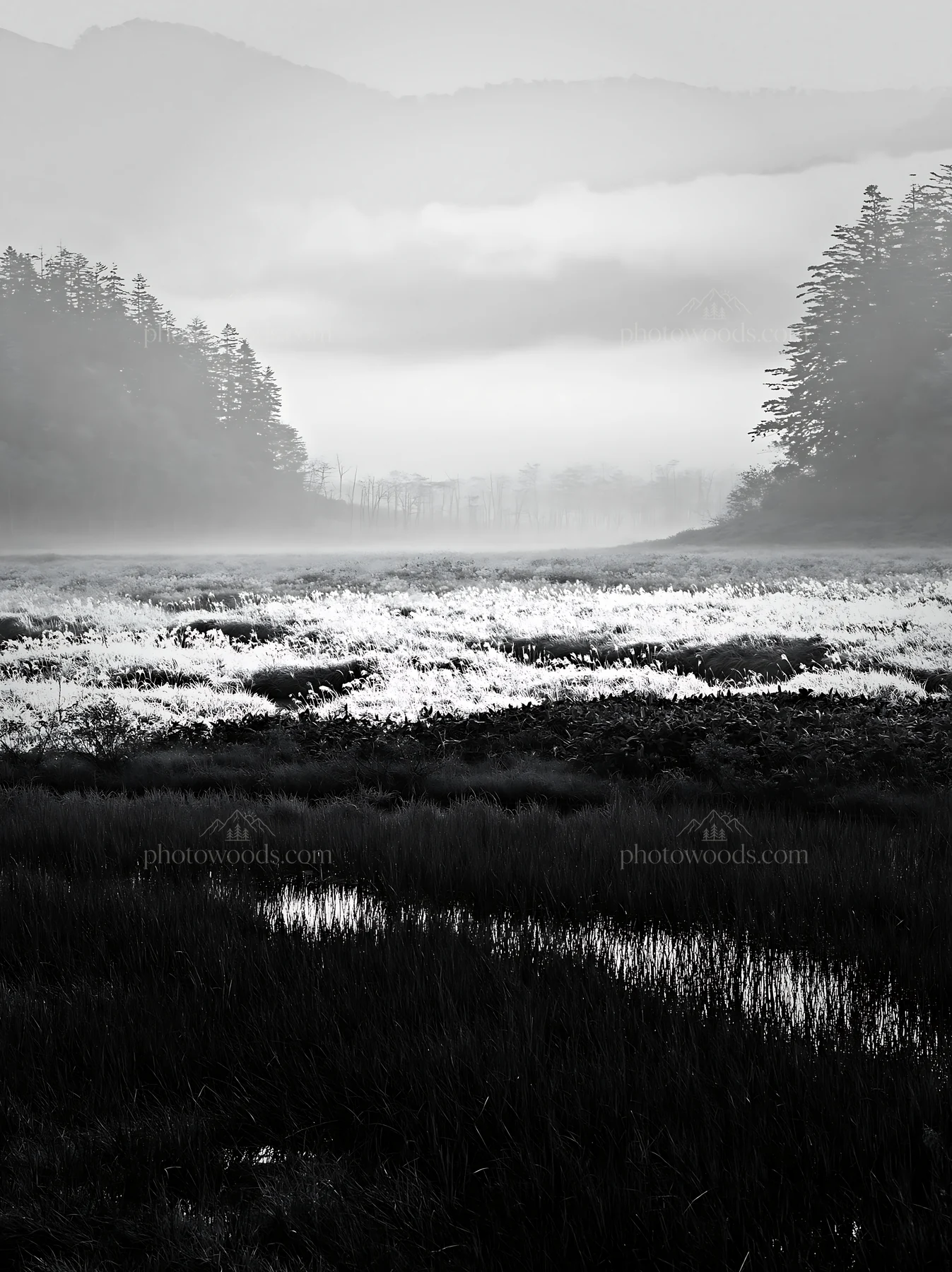 Black and white akita snowmelt meadow with silver grasses in early morning light - AI-generated stock image