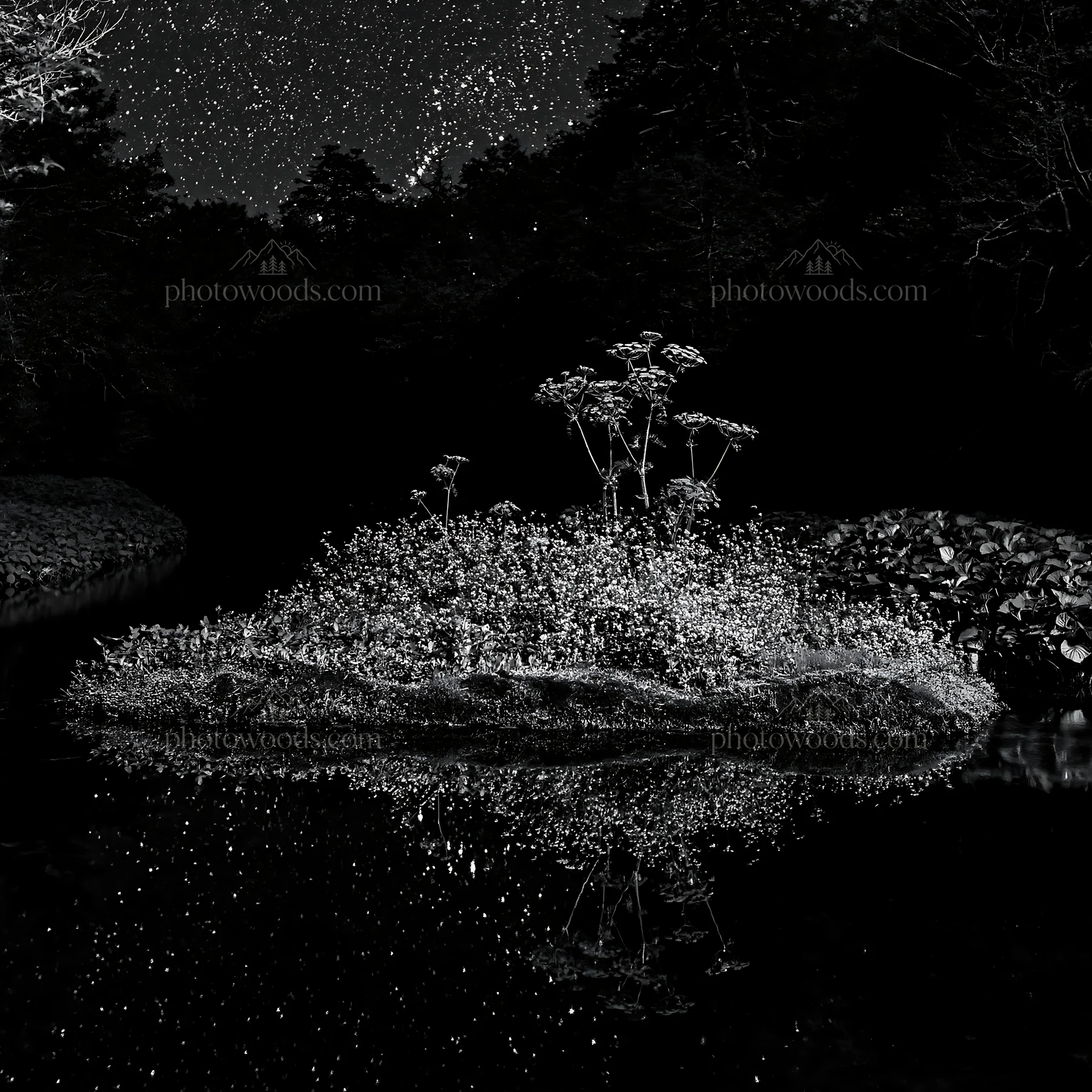 Star-filled meadow with plants reflecting in water - AI-generated stock image