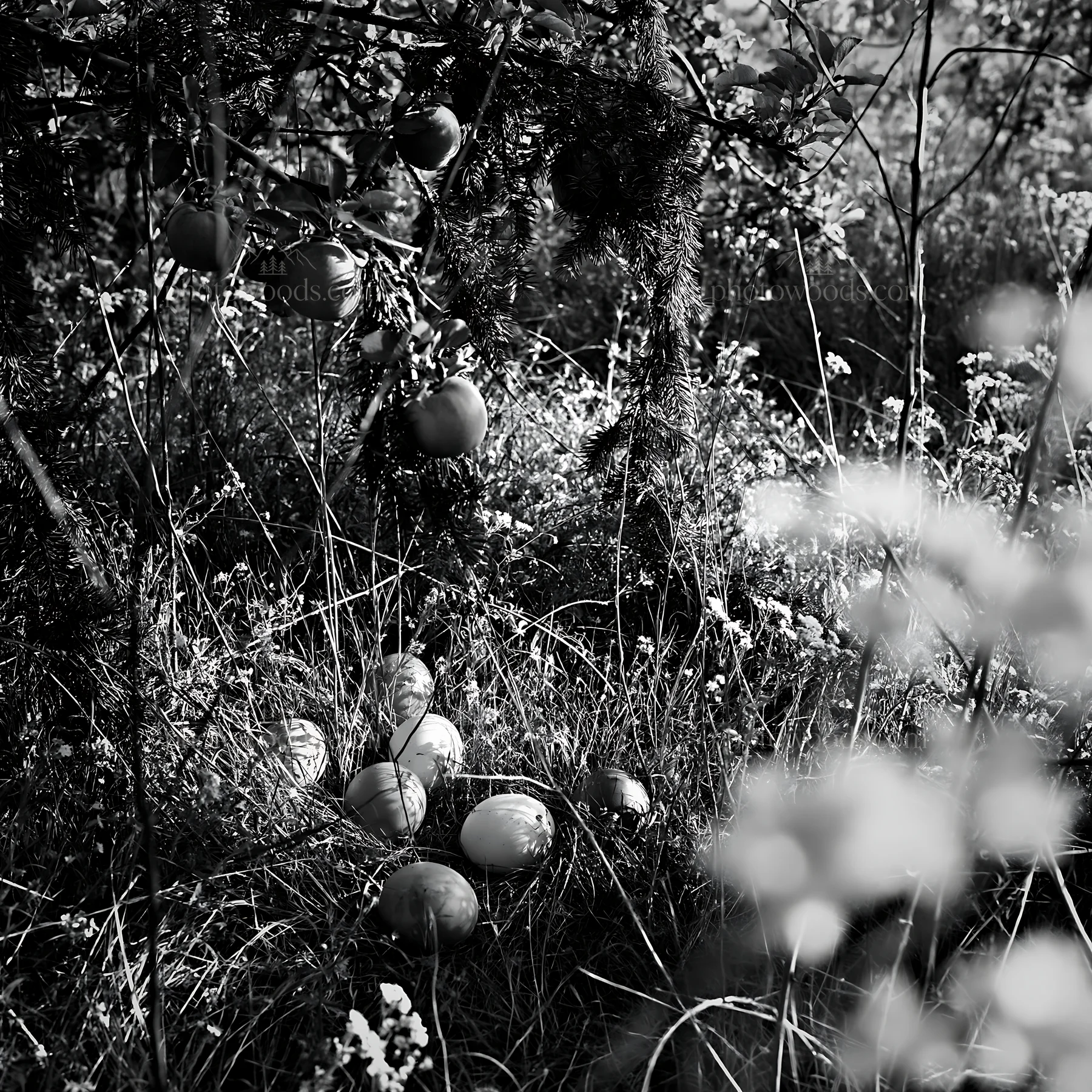 Apple trees with garlands in a Christmas meadow - AI-generated stock image