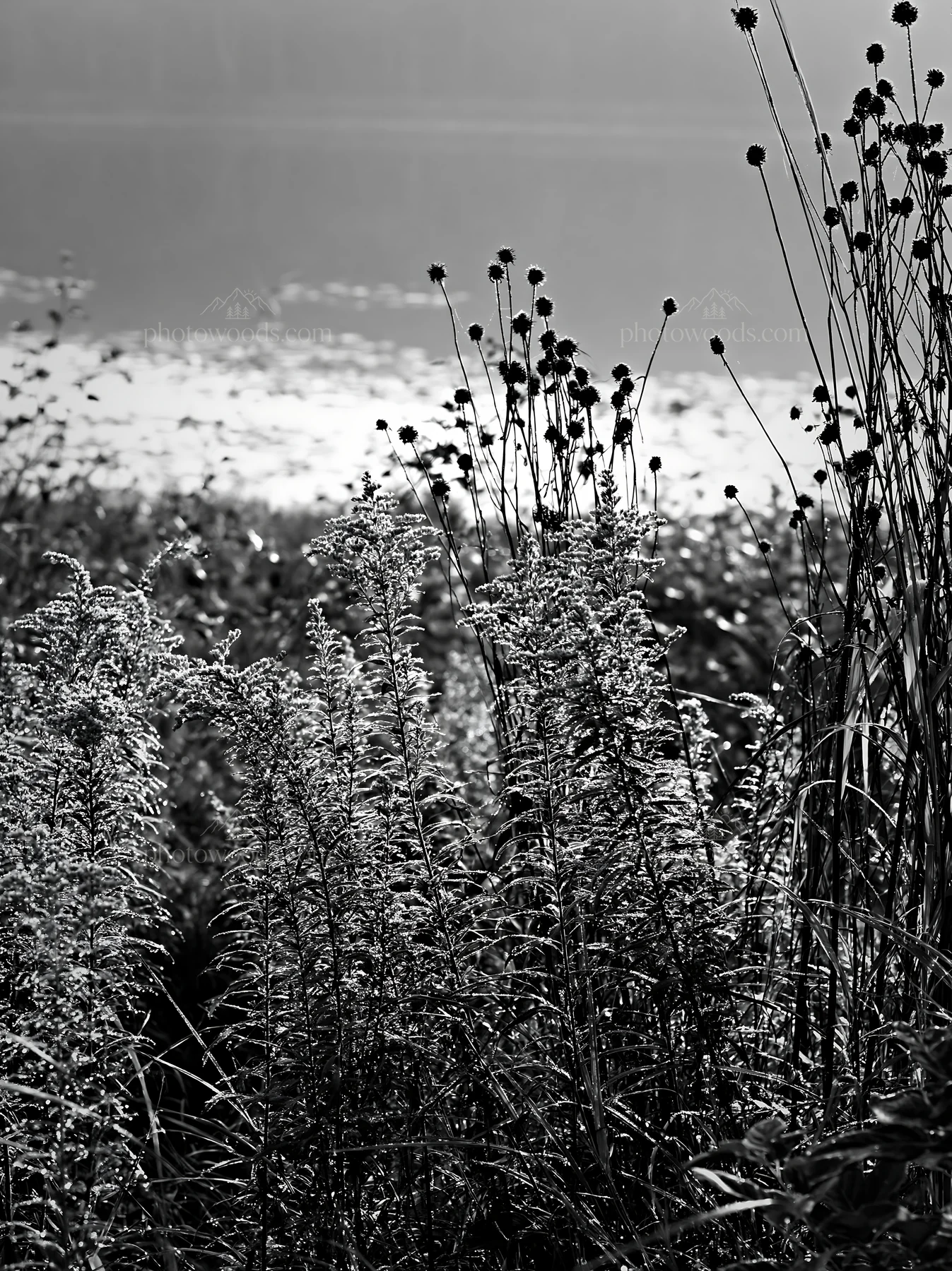 Black and white expansive Hokkaido restoration meadow with dewdrops - AI-generated stock image
