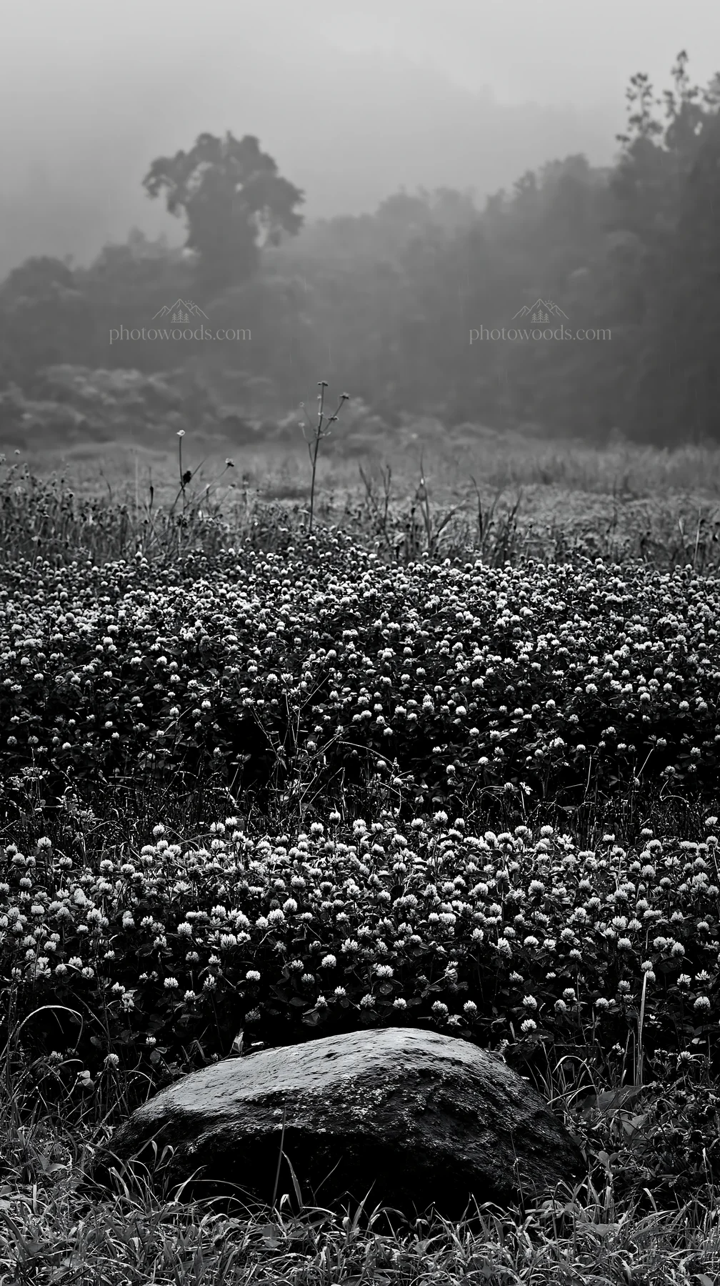 Black and white hiroshima rainy meadow smooth rock foreground - AI-generated stock image