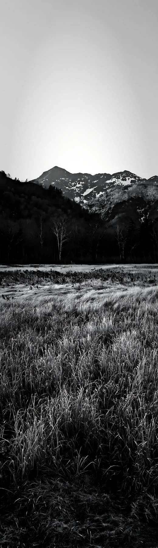 Black and white akita snowmelt meadow with silver grasses near distant mountains - AI-generated stock image