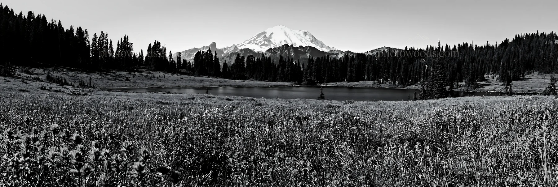 Mount Rainier paintbrush and lupine meadow landscape - AI-generated stock image