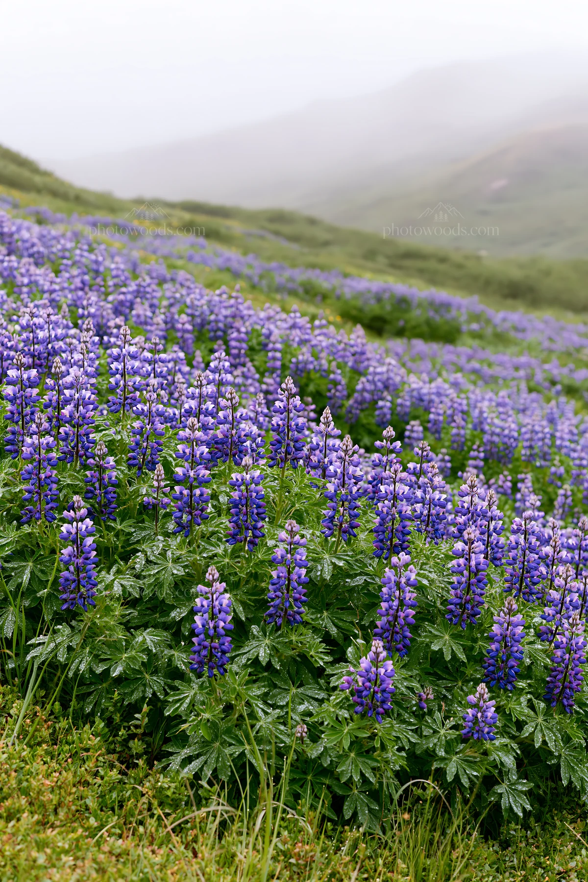 Colorful lupine meadow with green hills in the background - AI-generated stock image