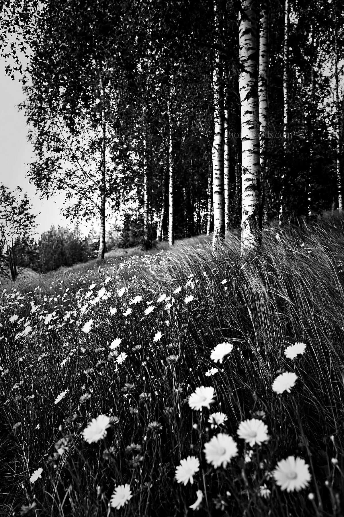 Birch grove with flowers in a meadow - AI-generated stock image