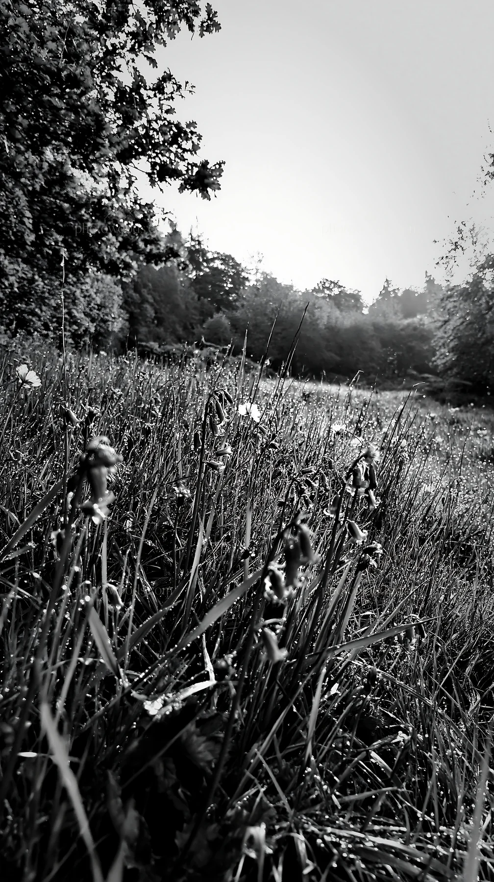 Forest edge meadow with wildflowers at sunrise - AI-generated stock image