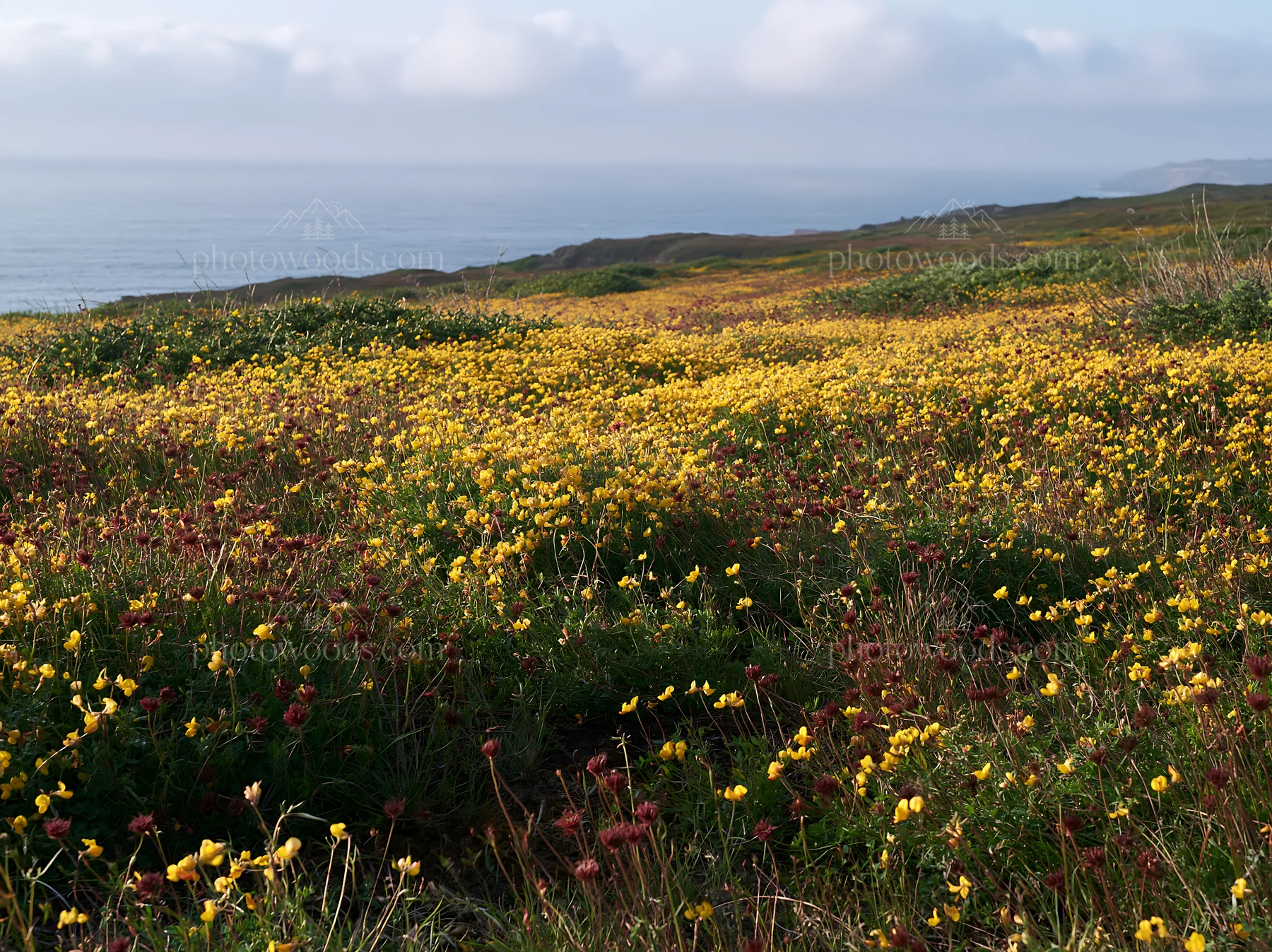 Meadow with yellow flowers above Atlantic coast in Portugal - AI-generated stock image