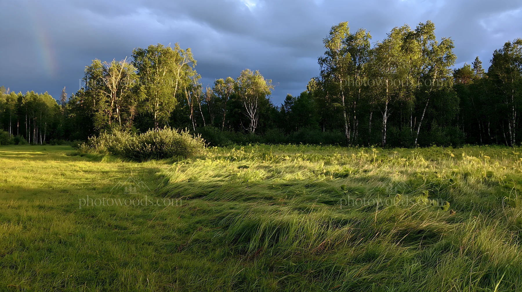 Birch forest meadow with grass under cloudy sky - AI-generated stock image