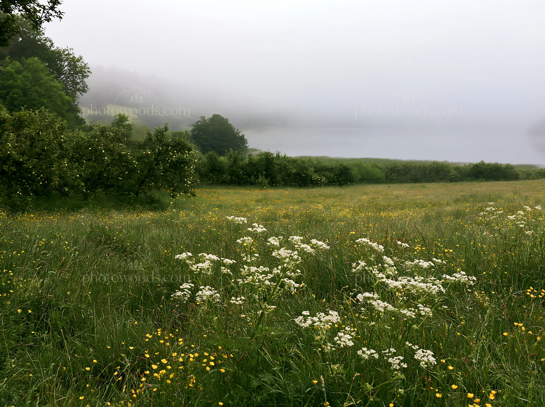 Lakeside orchard meadow with wildflowers and fog - AI-generated stock image