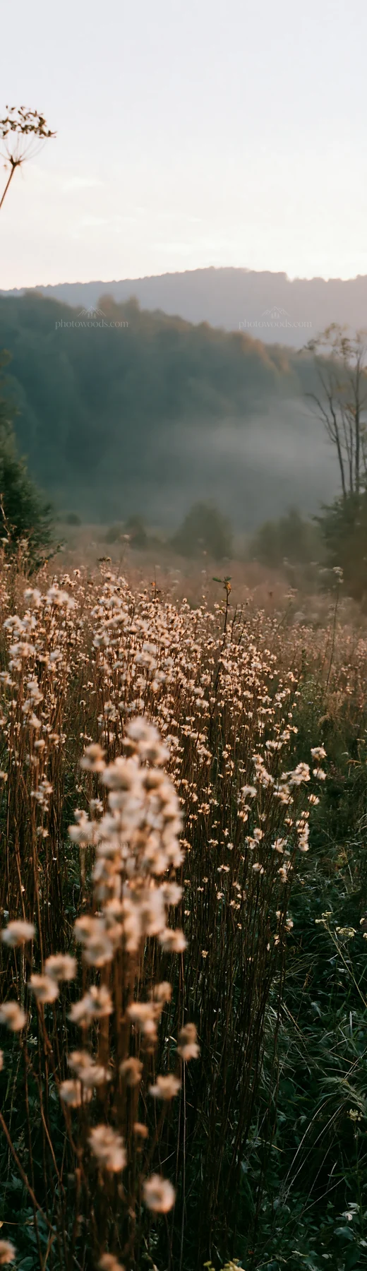 Meadow seedheads backlit at dusk in a tranquil landscape - AI-generated stock image