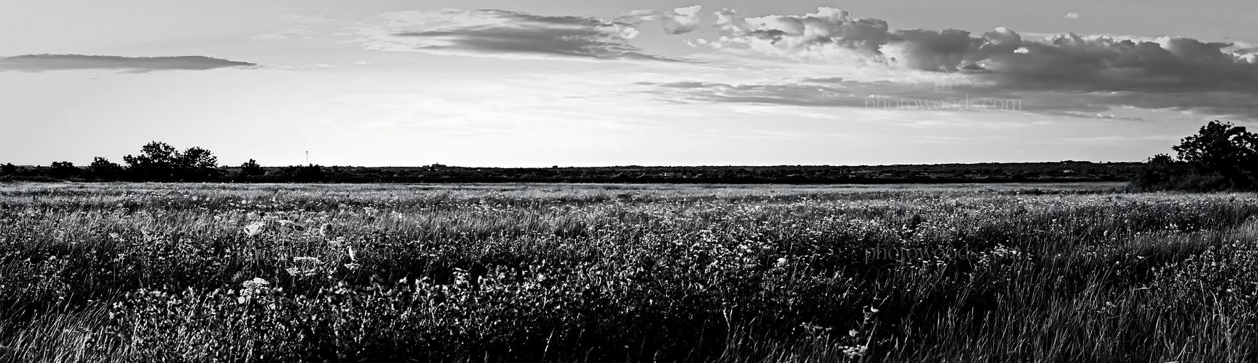 Black and white regenerative meadow filled with wildflowers under a blue sky - AI-generated stock image