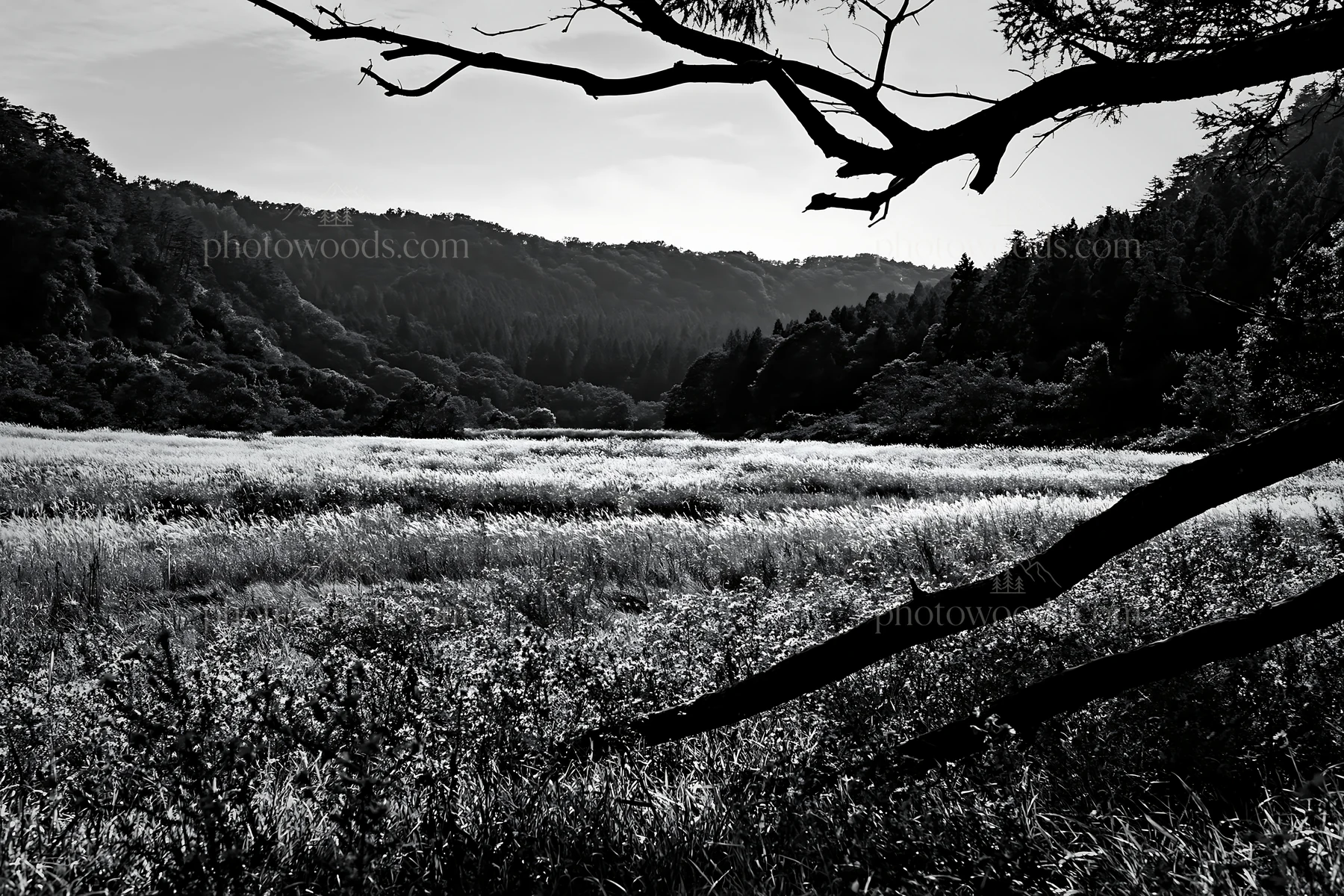 Black and white yamagata rewilded meadow fallen branch foreground - AI-generated stock image