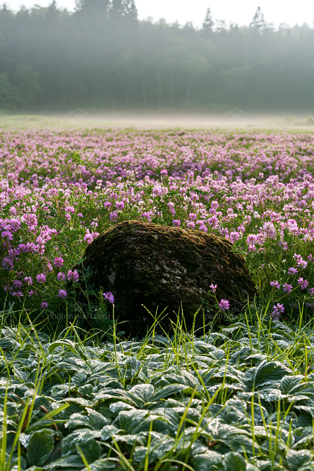 Miyagi spring recovery meadow mossy stone in flower field - AI-generated stock image