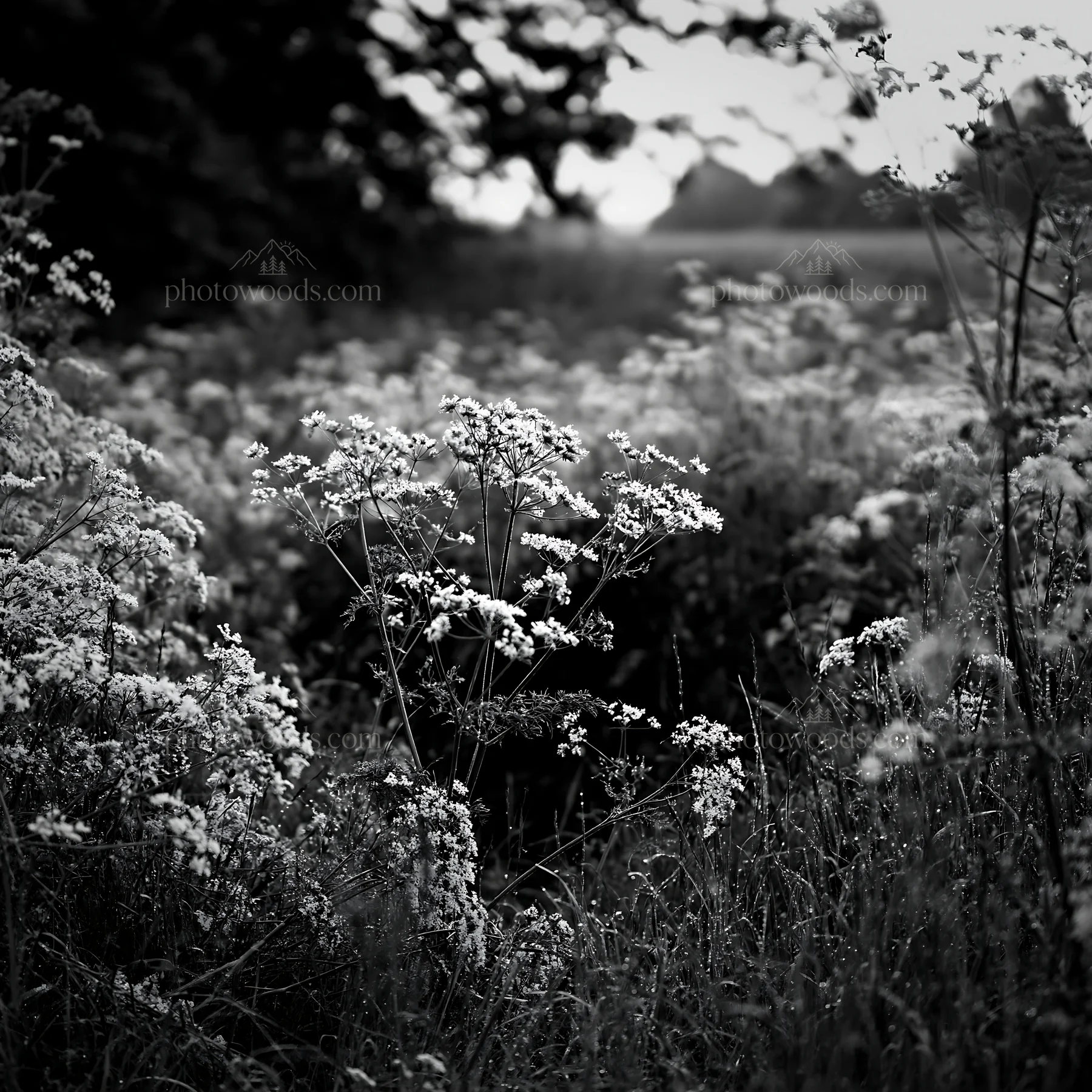 Cow parsley meadow in black and white during daylight - AI-generated stock image