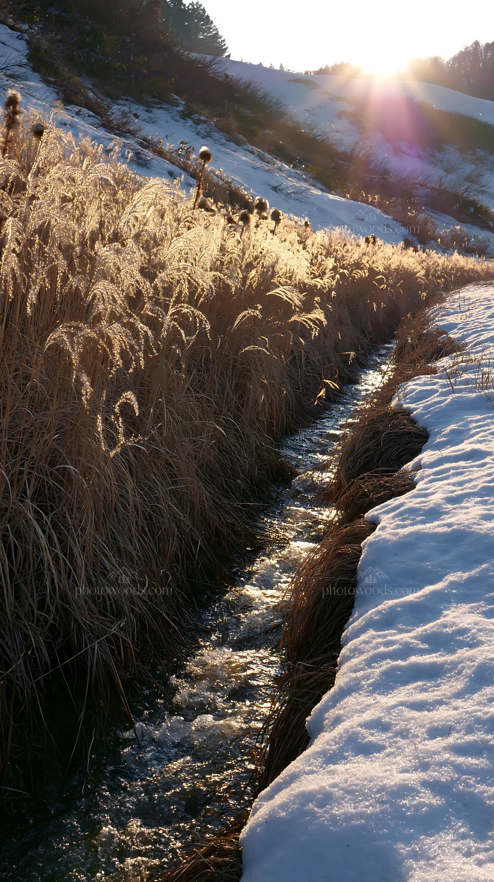 Akita snowmelt meadow with silver grasses in sunlight - AI-generated stock image
